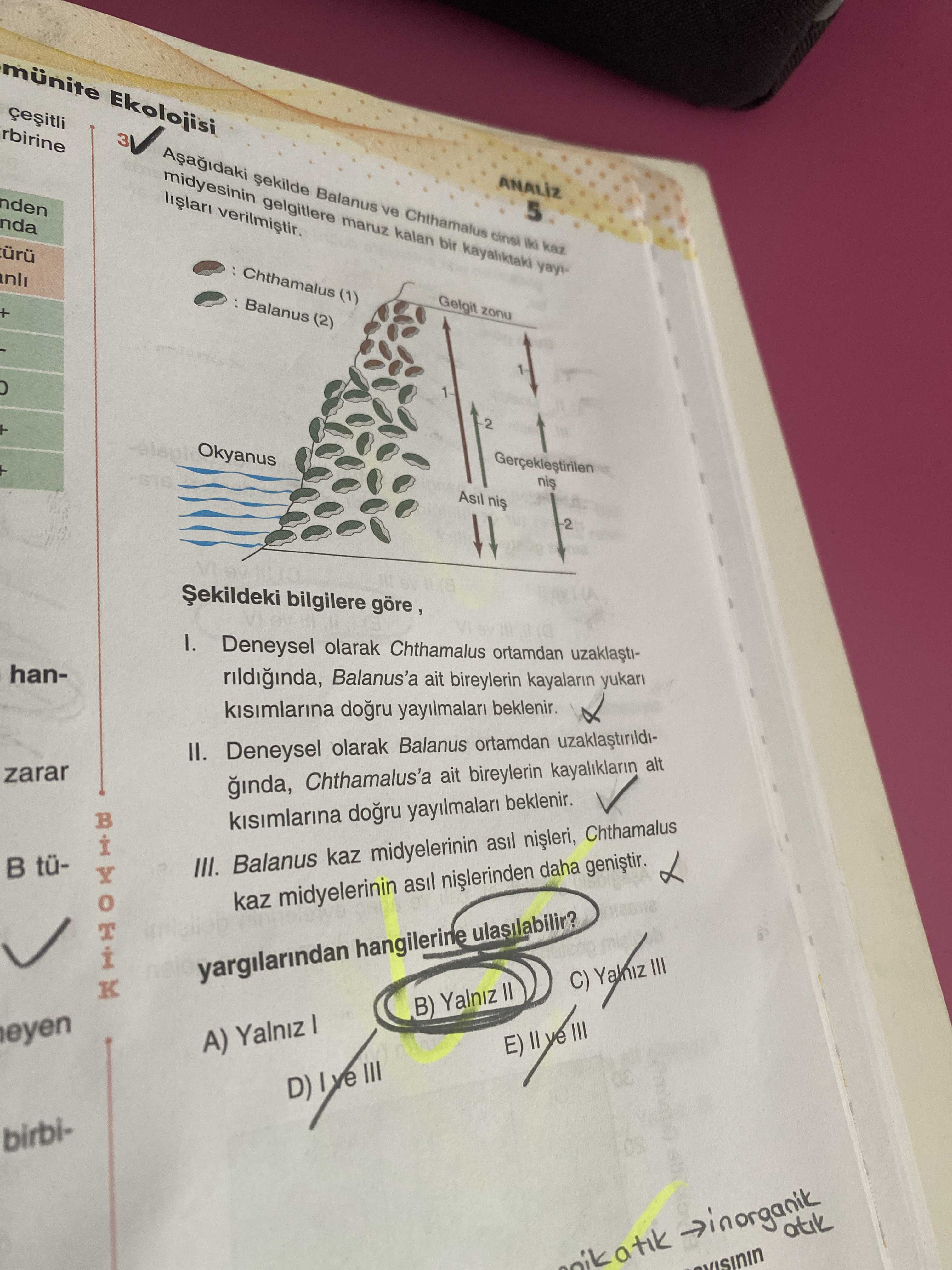 Aşağıdaki şekilde Balanus ve Chthamalus cinsi iki kaz midyesinin gelgitlere maruz kalan bir