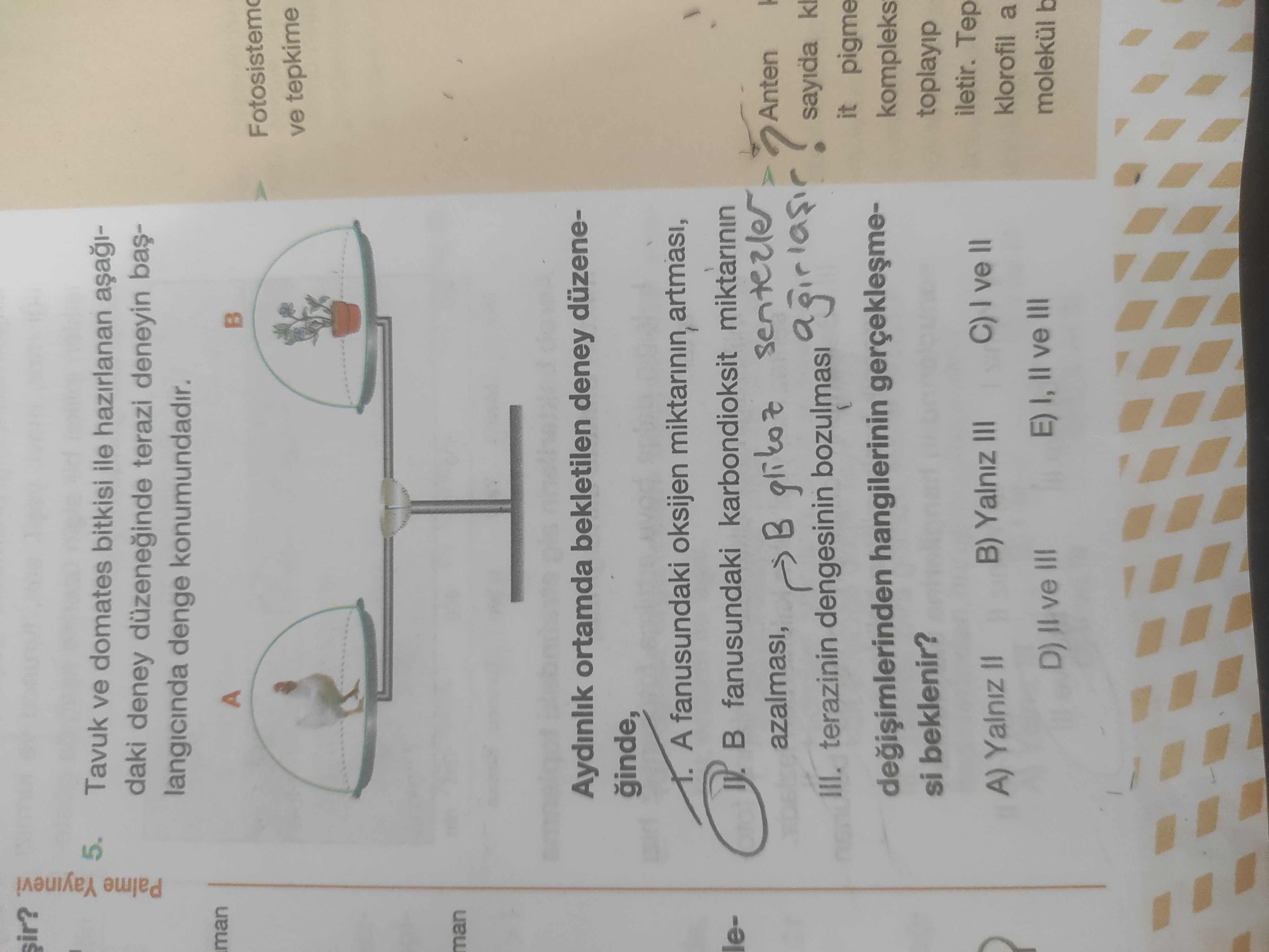 Tavuk ve domates bitkisi ile hazırlanan aşağıdaki deney düzeneğinde terazi deneyin başlangıcında