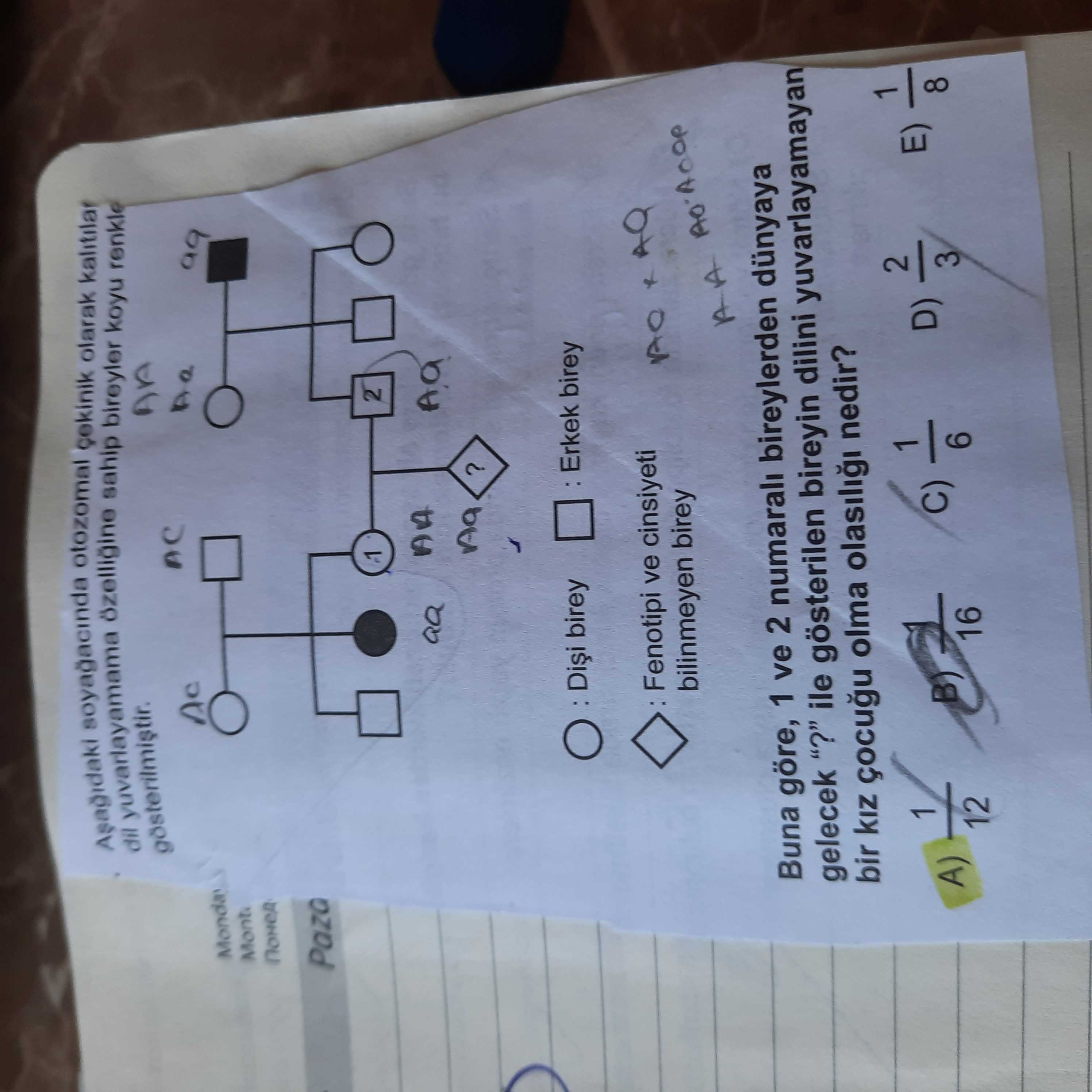 Aşağıdaki soyağacında otozomal çekinik olarak kalıtılan dil yuvarlayamama özelliğine sahip bireyler