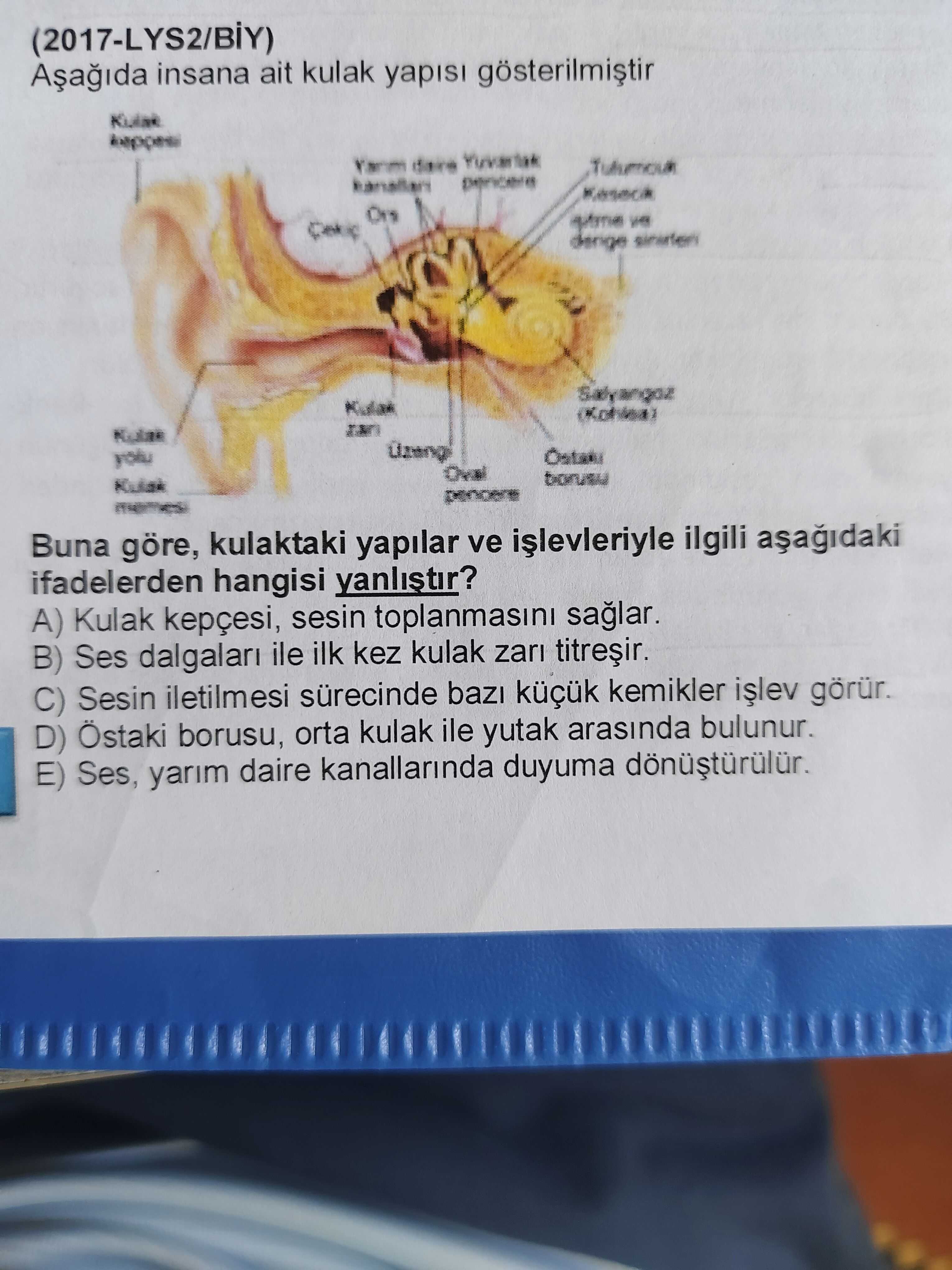 (2017-LYS2/BİY) Aşağıda insana ait kulak yapısı gösterilmiştir Buna göre, kulaktaki yapılar ve