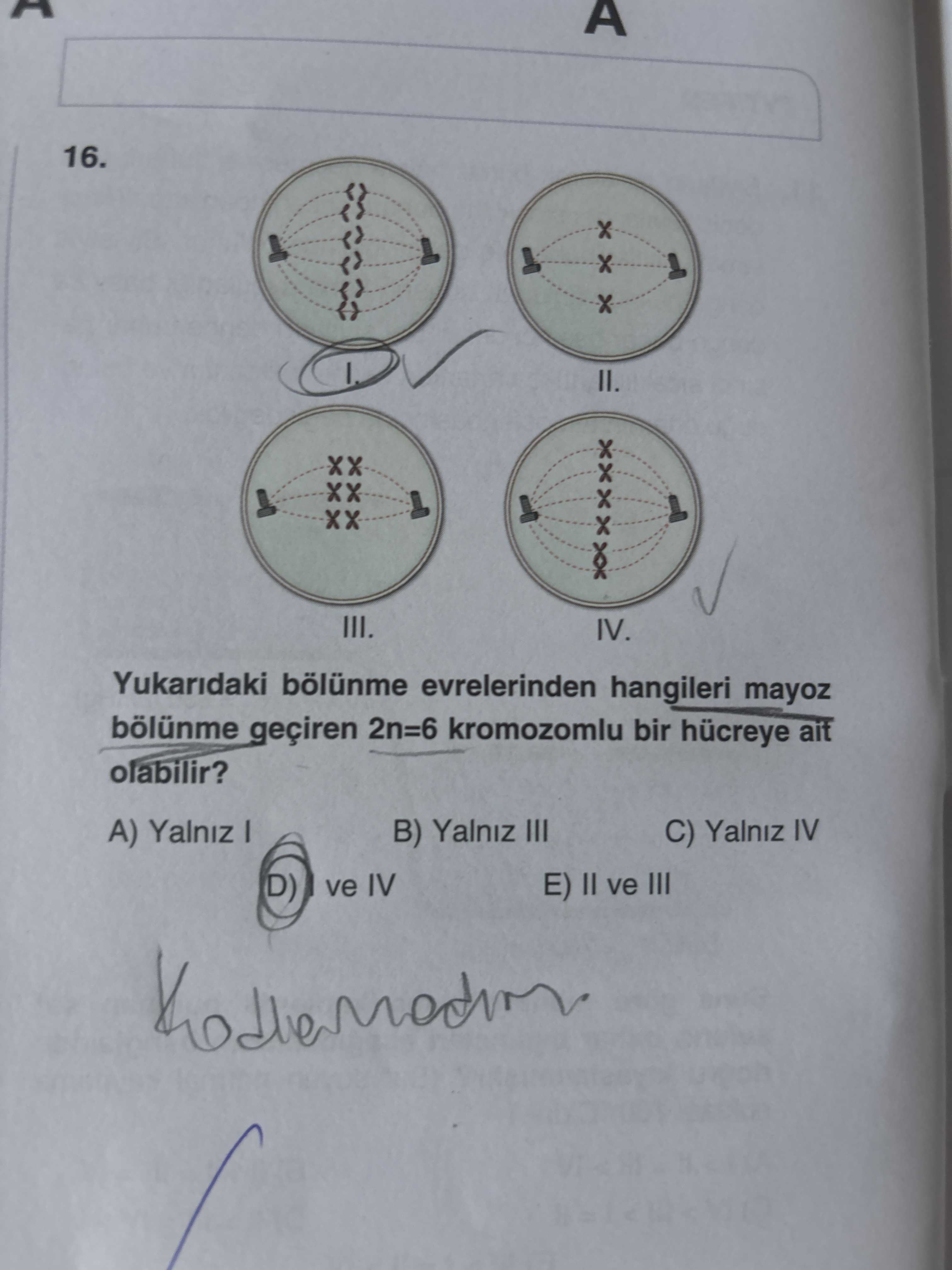 Yukarıdaki bölünme evrelerinden hangileri mayoz bölünme geçiren 2n=6 kromozomlu bir hücreye ait