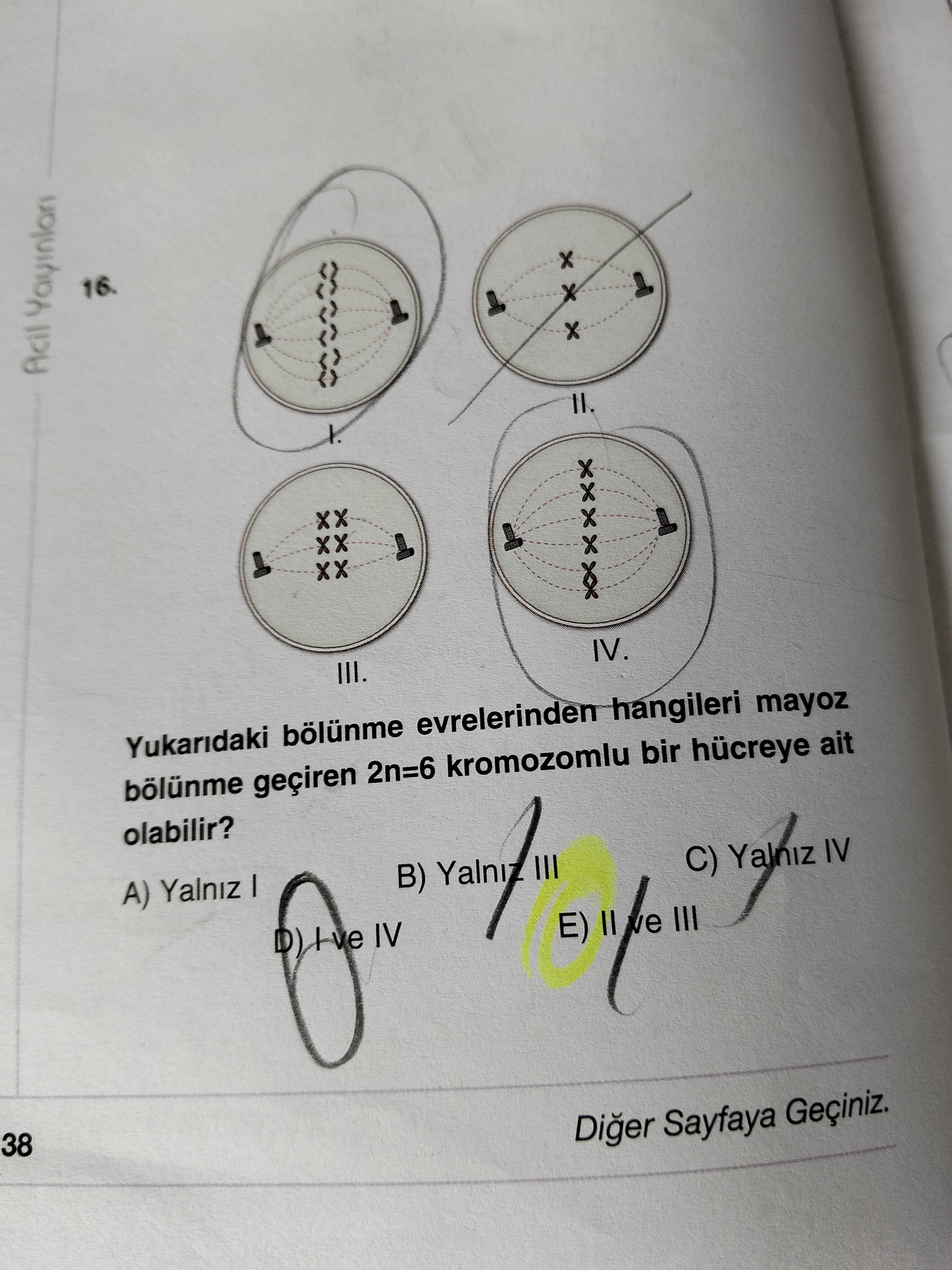 Yukarıdaki bölünme evrelerinden hangileri mayoz bölünme geçiren 2n=6 kromozomlu bir hücreye ait