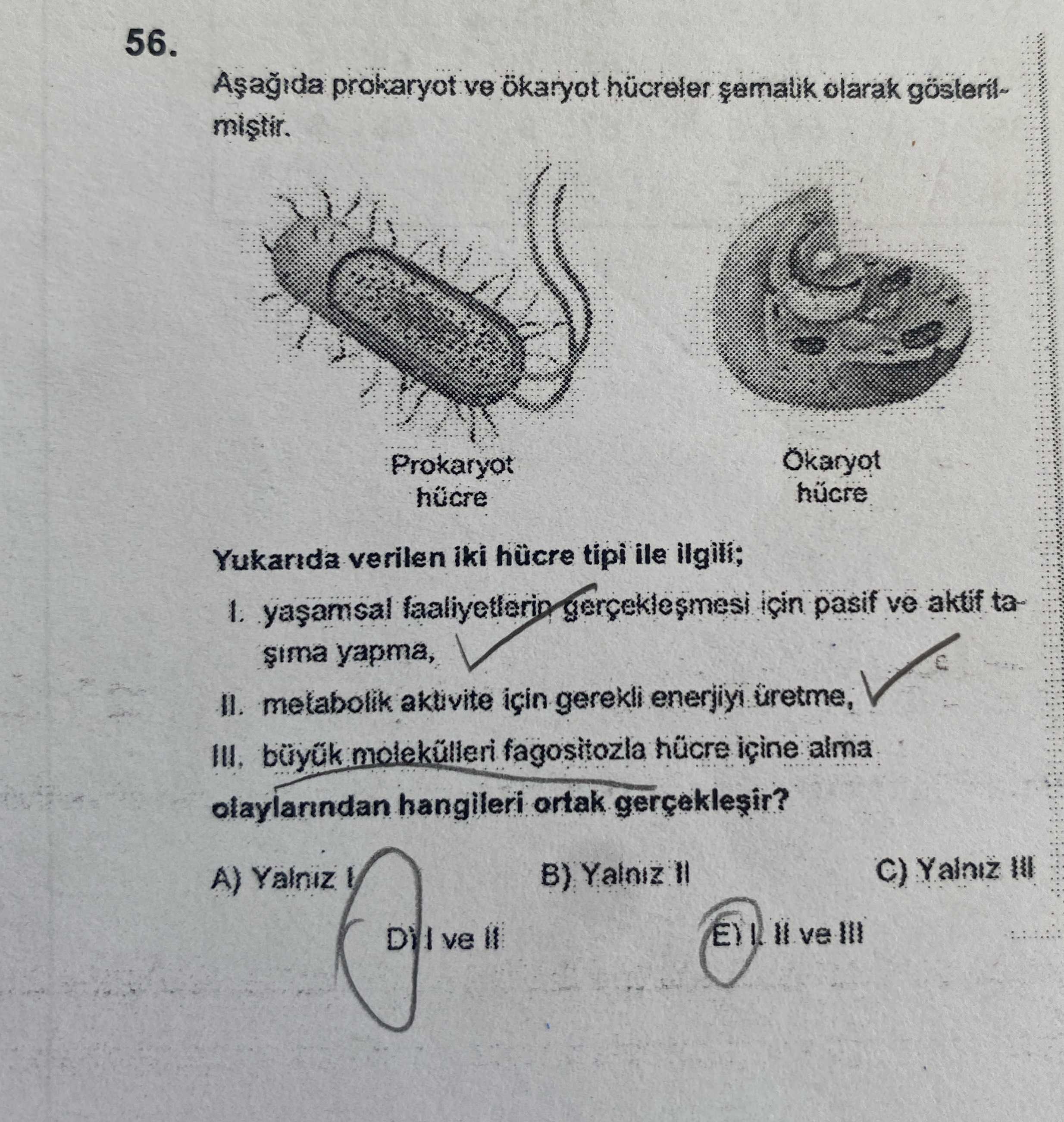 Biyoloji (12. Sınıf)