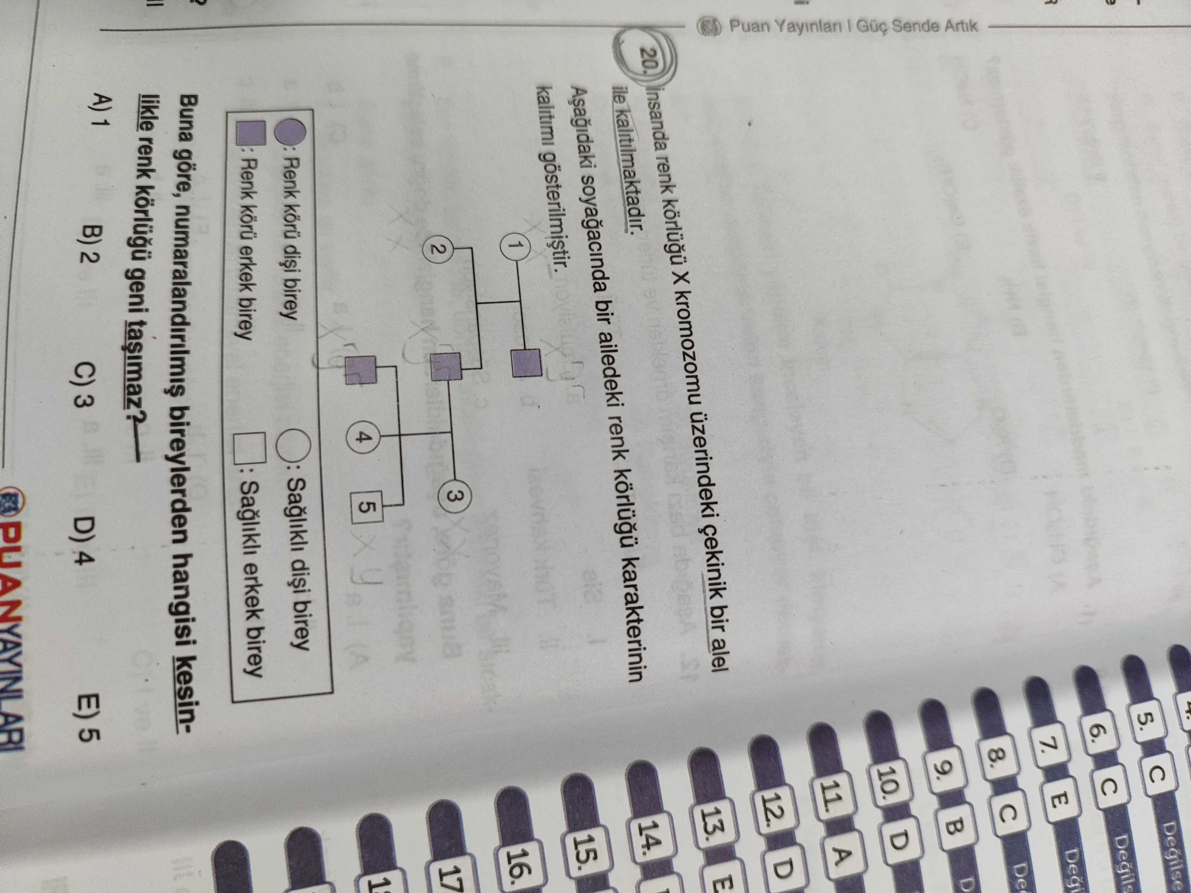 İnsanda renk körülüğü X kromozomu üzerindeki çekinik bir alel ile kalıtılmaktadır.