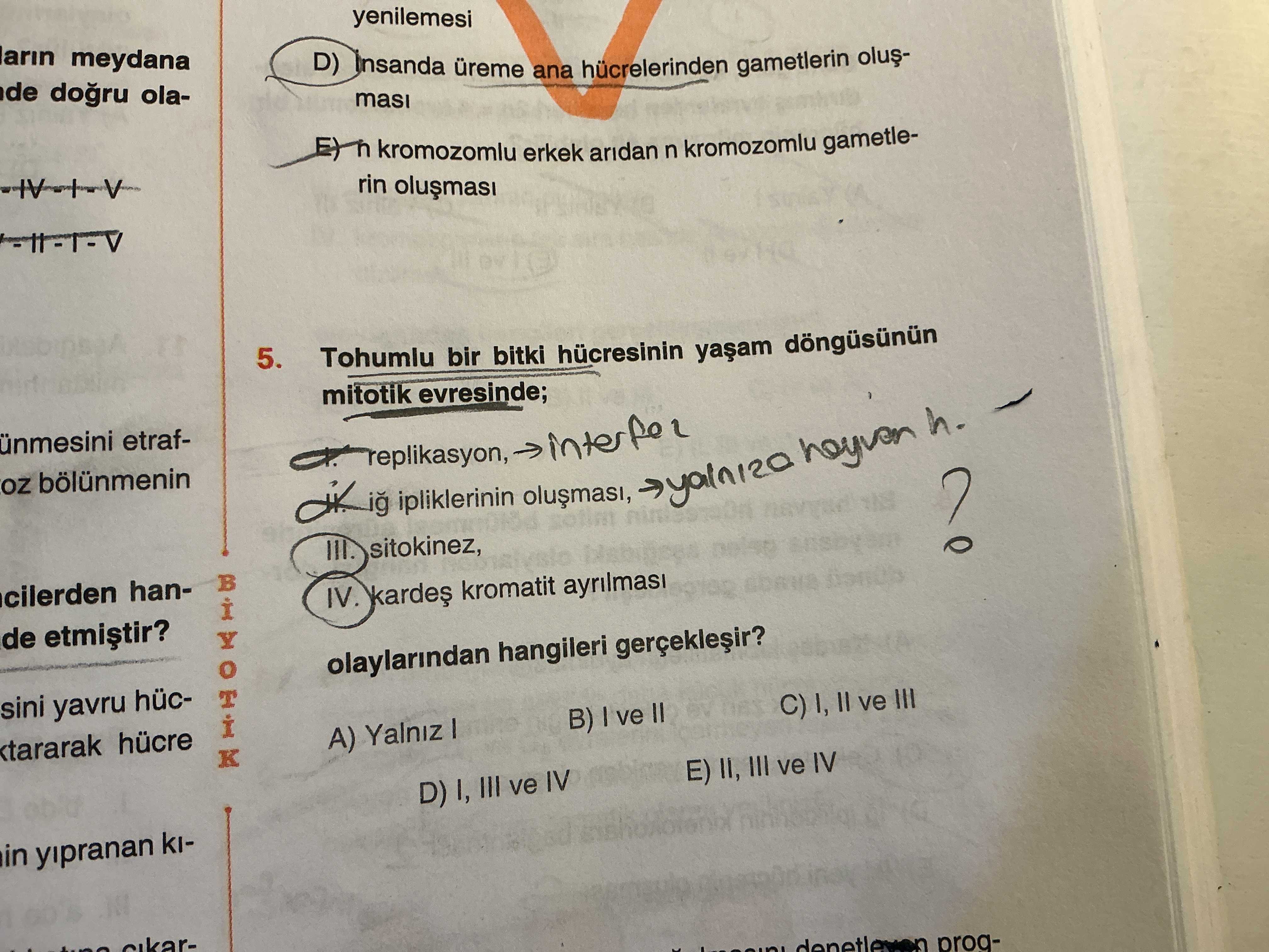 Tohumlu bir bitki hücresinin yaşam döngüsünün mitotik evresinde; I. replikasyon, II. iğ ipliklerinin