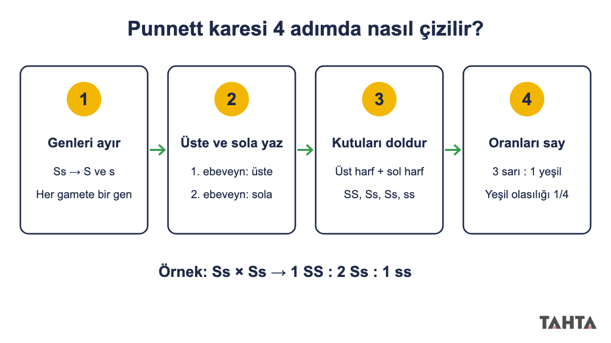 Punnett karesi nasıl çizilir adım adım: genleri ayır, üste ve sola yaz, kutuları doldur, oranları say