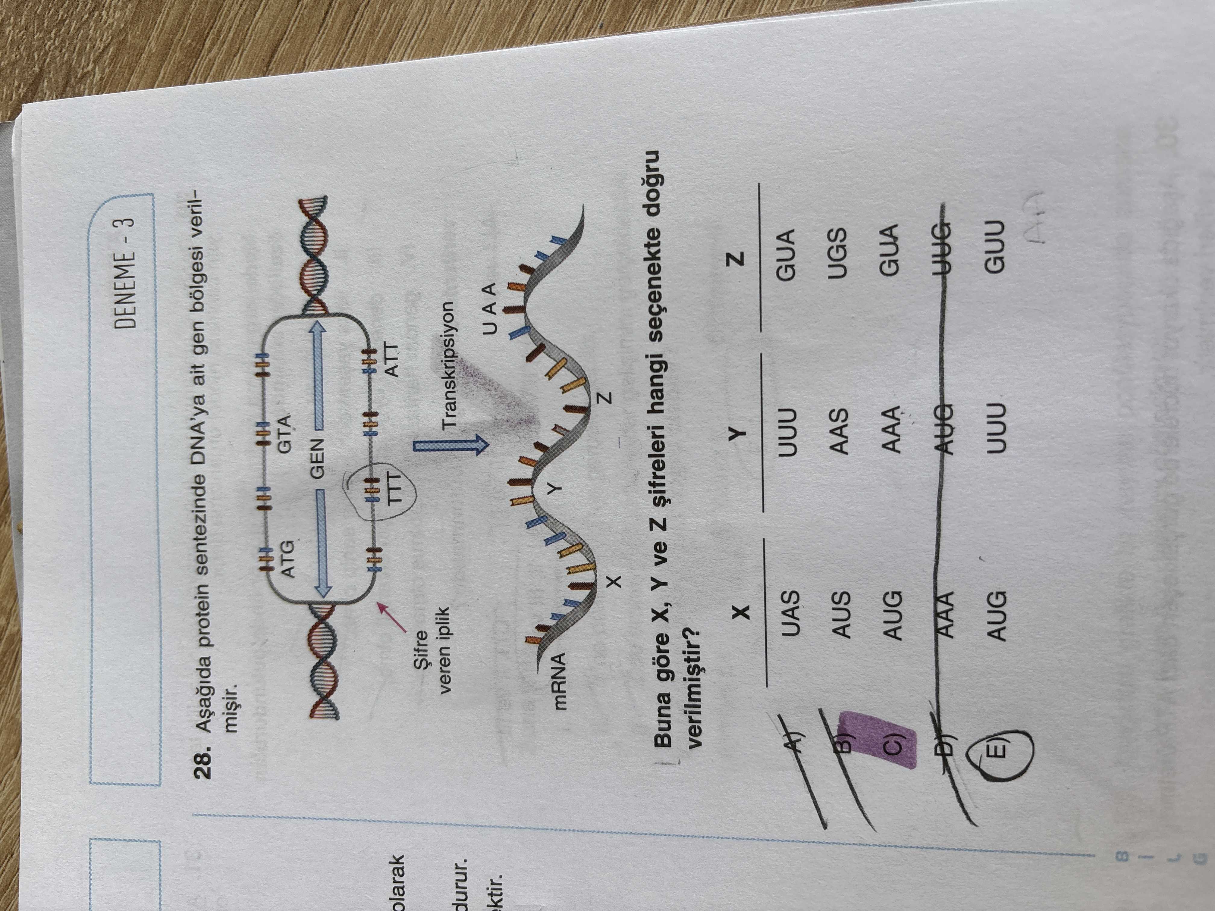 Aşağıda protein sentezinde DNA'ya ait gen bölgesi verilmiştir. Buna göre X, Y ve Z şifreleri hangi