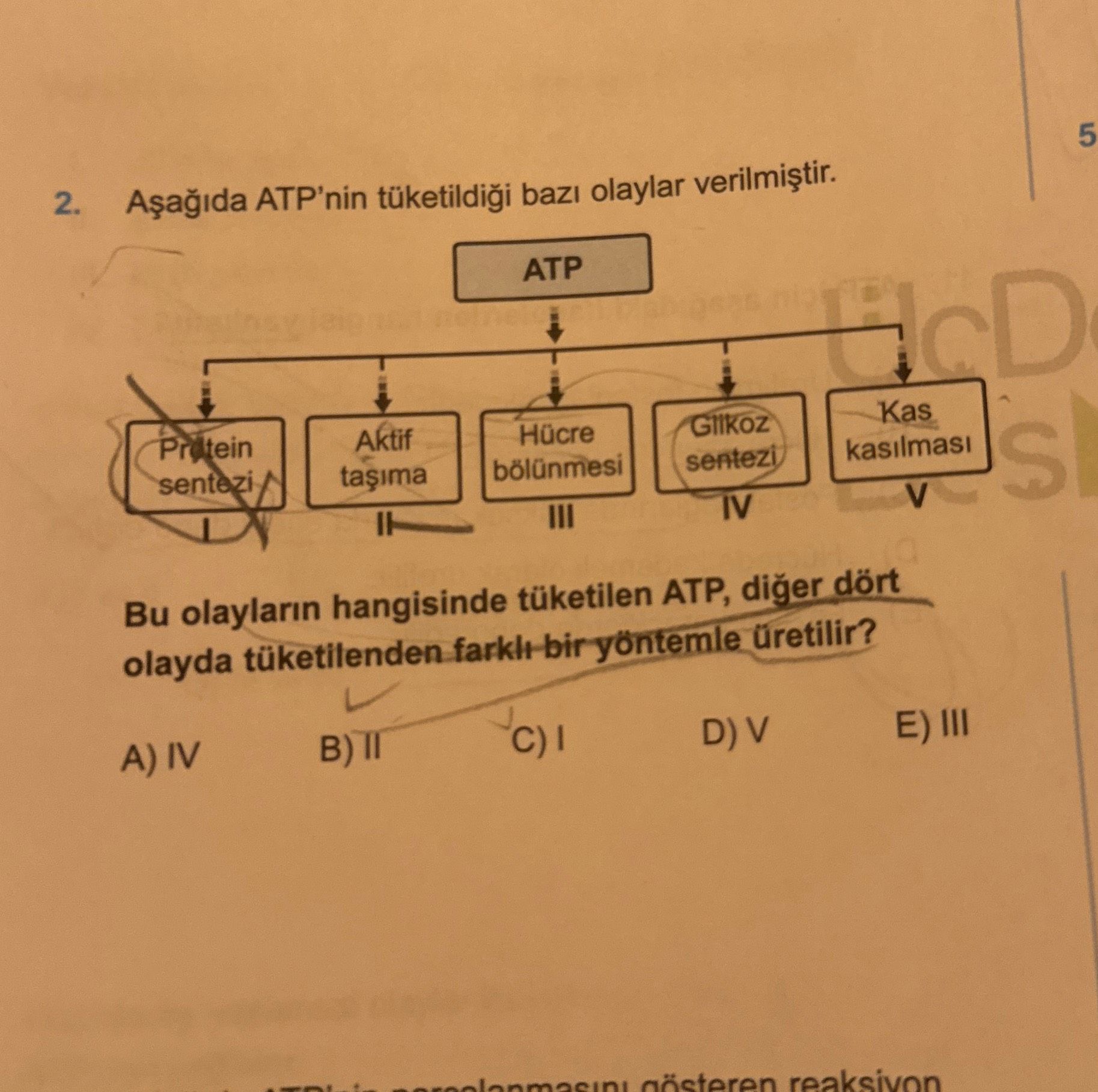 Aşağıda ATP'nin tüketildiği bazı olaylar verilmiştir. Bu olayların hangisinde tüketilen ATP, diğer