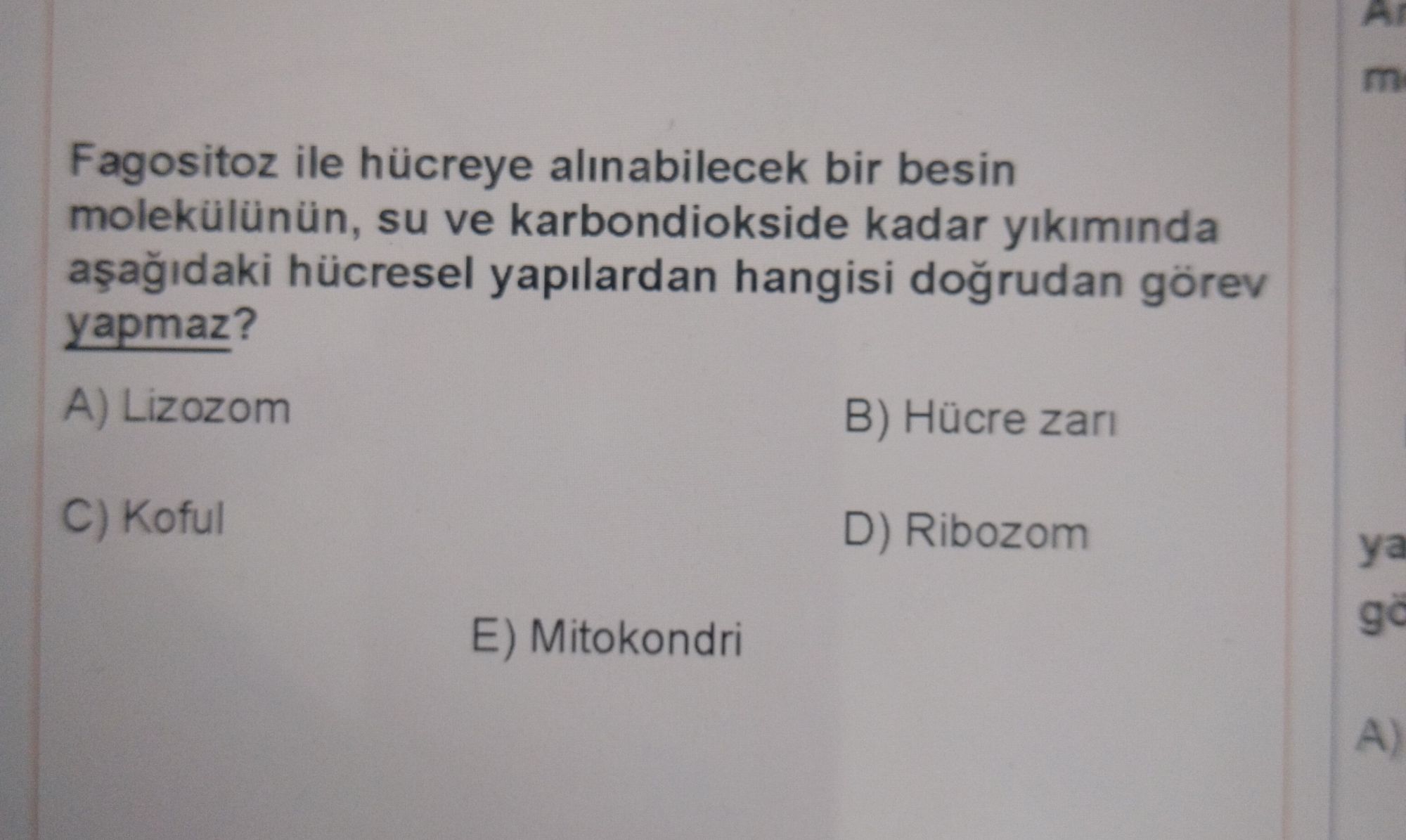 Fagositoz ile hücreye alınabilecek bir besin molekülünün, su ve karbondiokside kadar yıkımında aşağıdaki hücresel yapılardan