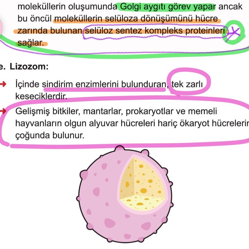 moleküllerinin oluşumunda Golgi aygıtı görev yapar ancak bu öncül moleküllerin selüloza dönüşümünü