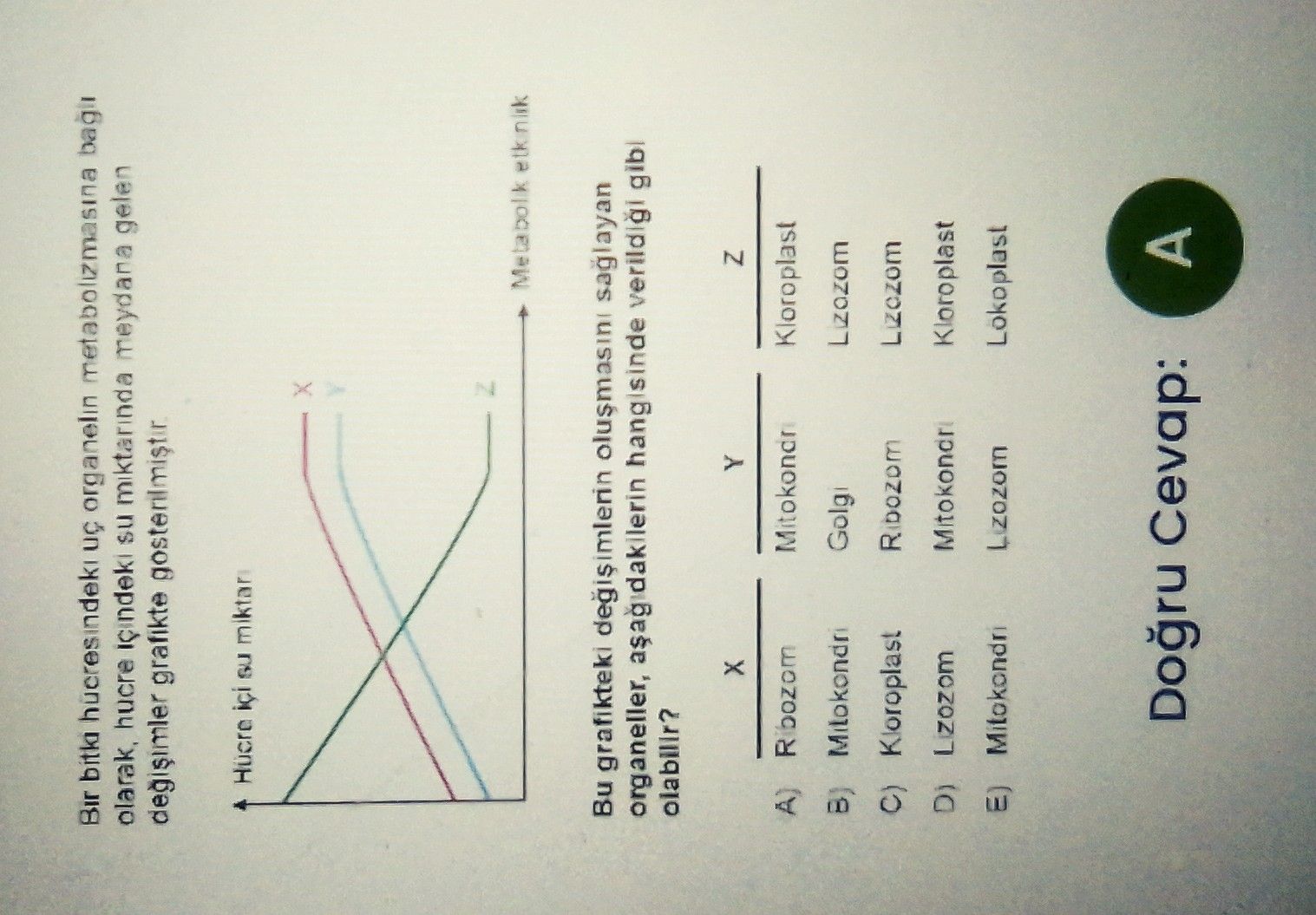 Bir bitki hücresindeki üç organelin metabolizmasına bağlı olarak, hücre içindeki su miktarında