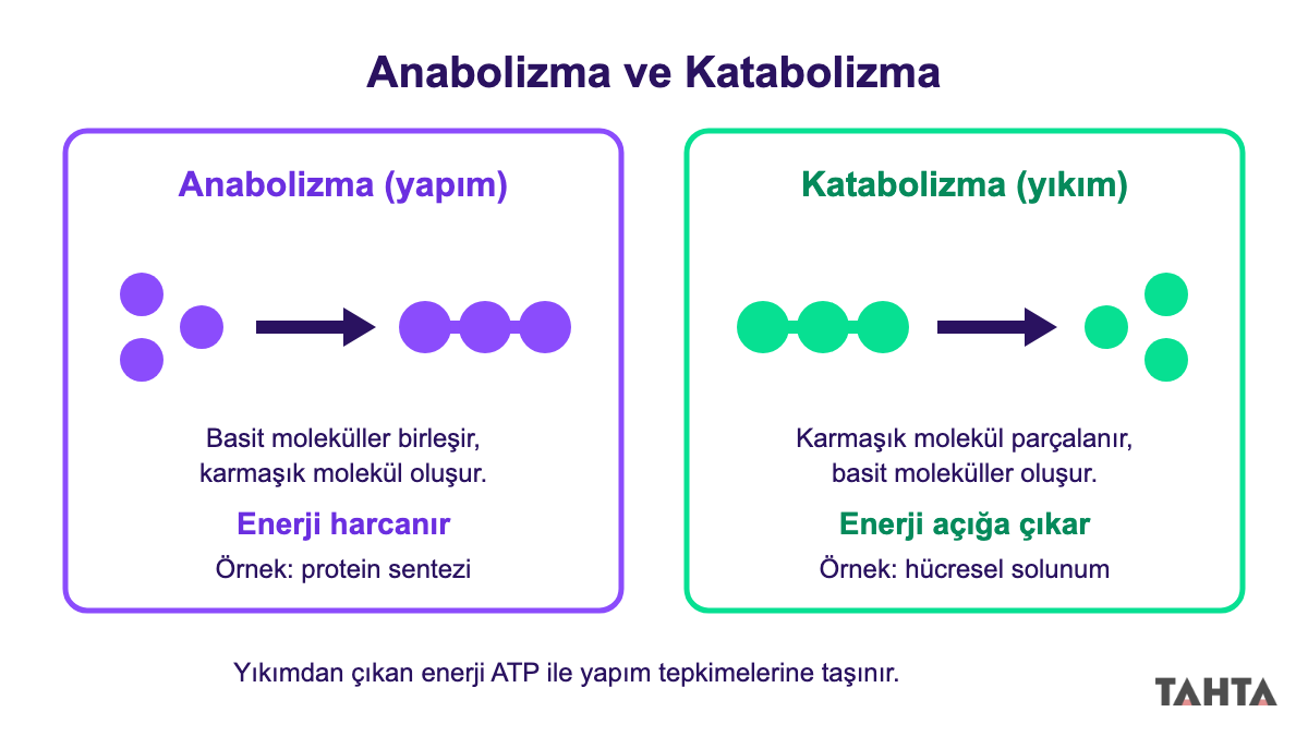 Anabolizmada basit moleküllerin birleşmesini, katabolizmada karmaşık molekülün parçalanmasını gösteren iki panelli şema