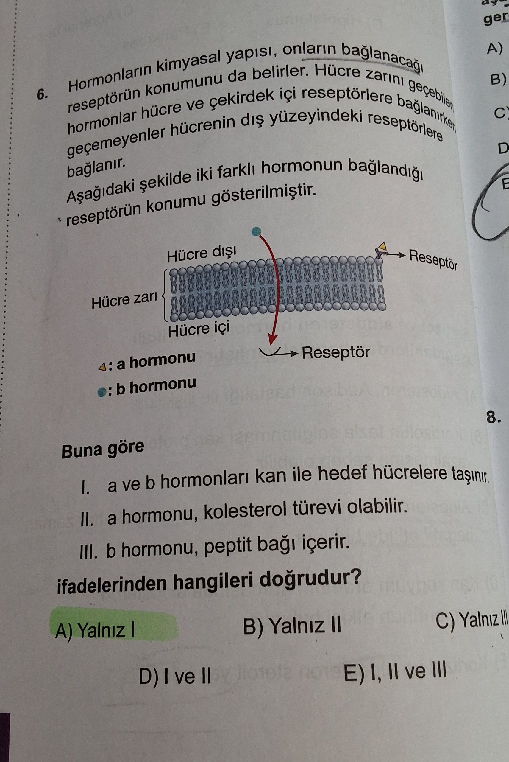 Hormonların kimyasal yapısı, onların bağlanacağı reseptörün konumunu da belirler. Hücre zarını