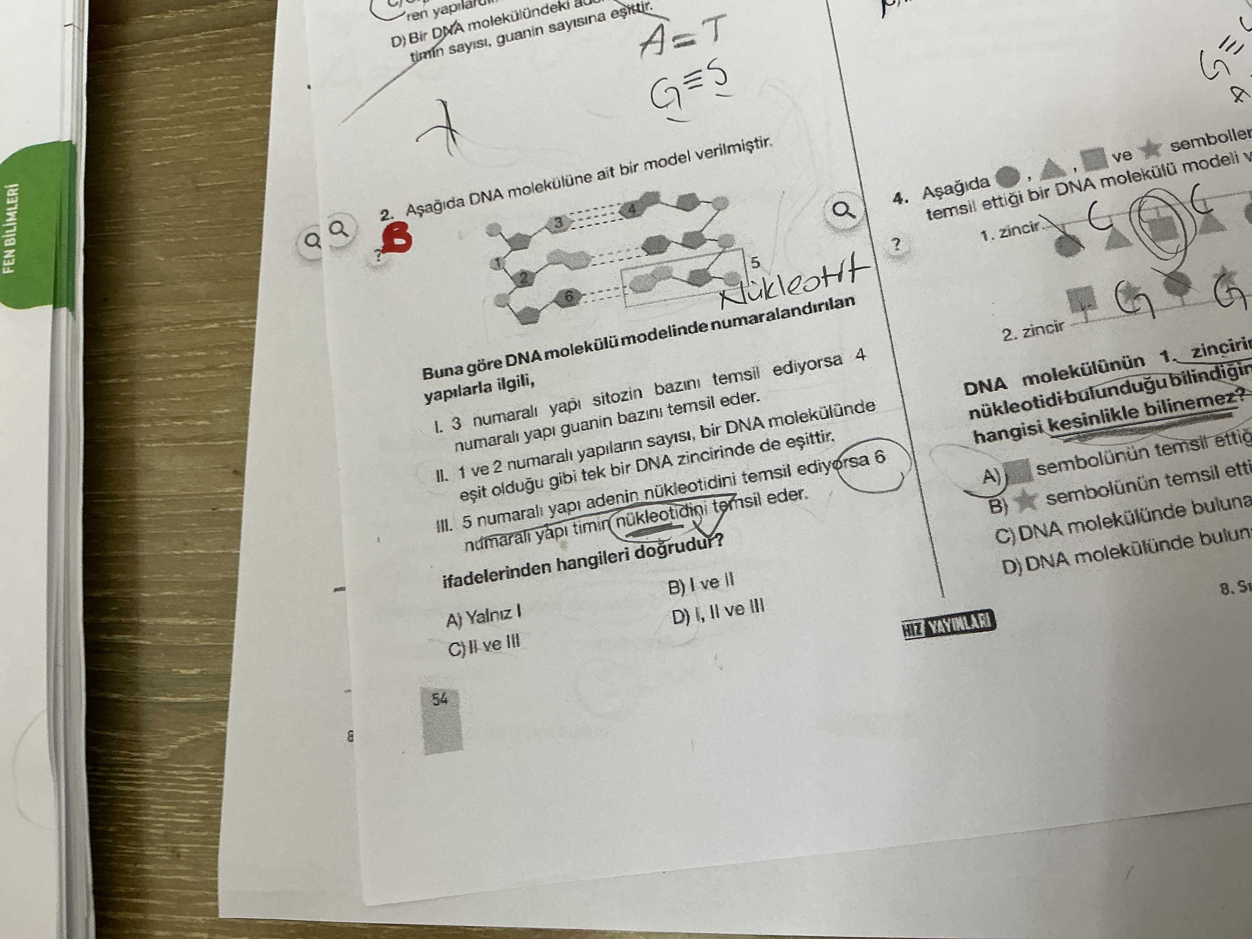Aşağıda DNA molekülüne ait bir model verilmiştir. Buna göre DNA molekülü modelinde numaralandırılan