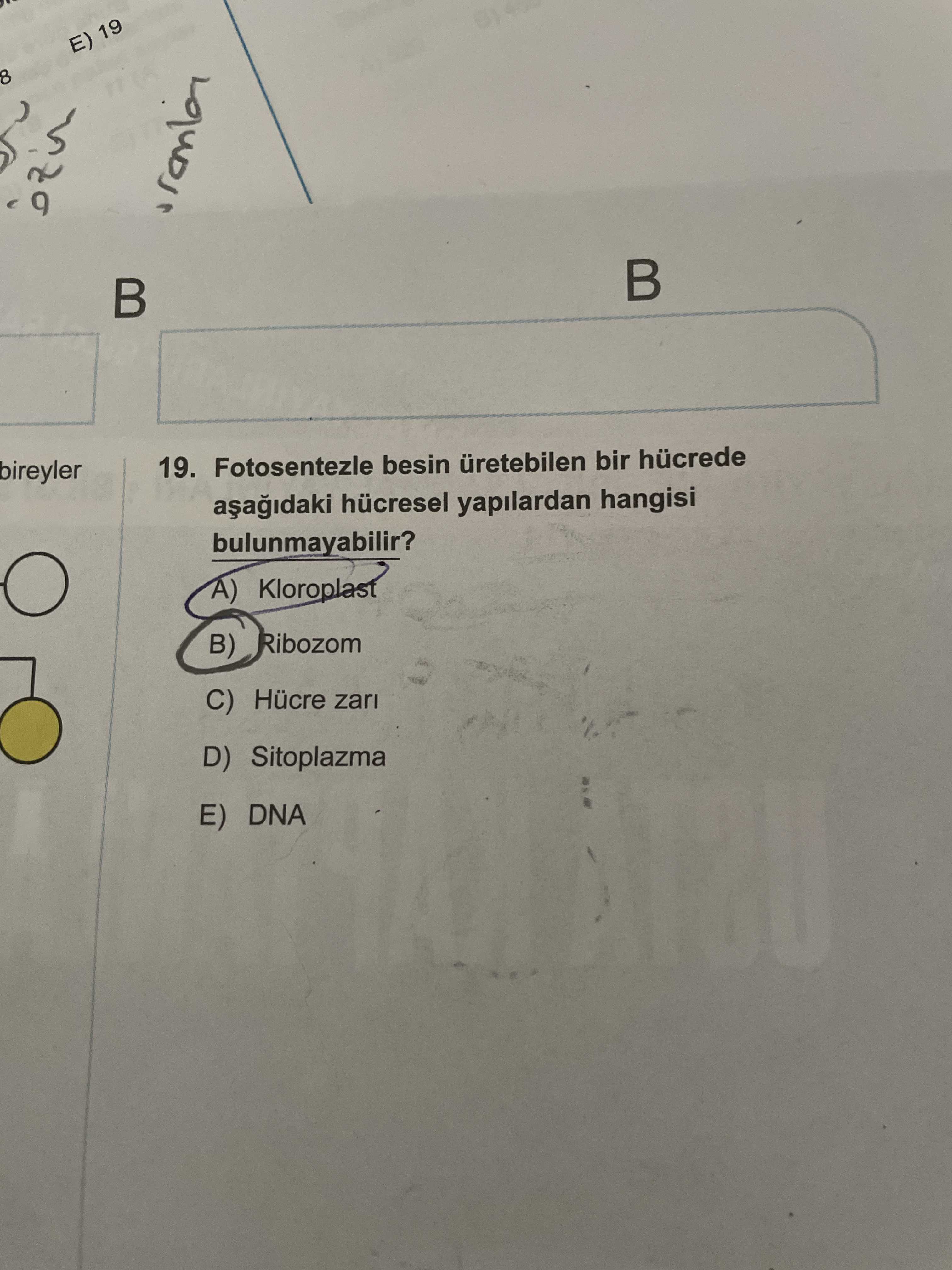 Fotosentezle besin üretebilen bir hücrede aşağıdaki hücresel yapılardan hangisi bulunmayabilir?