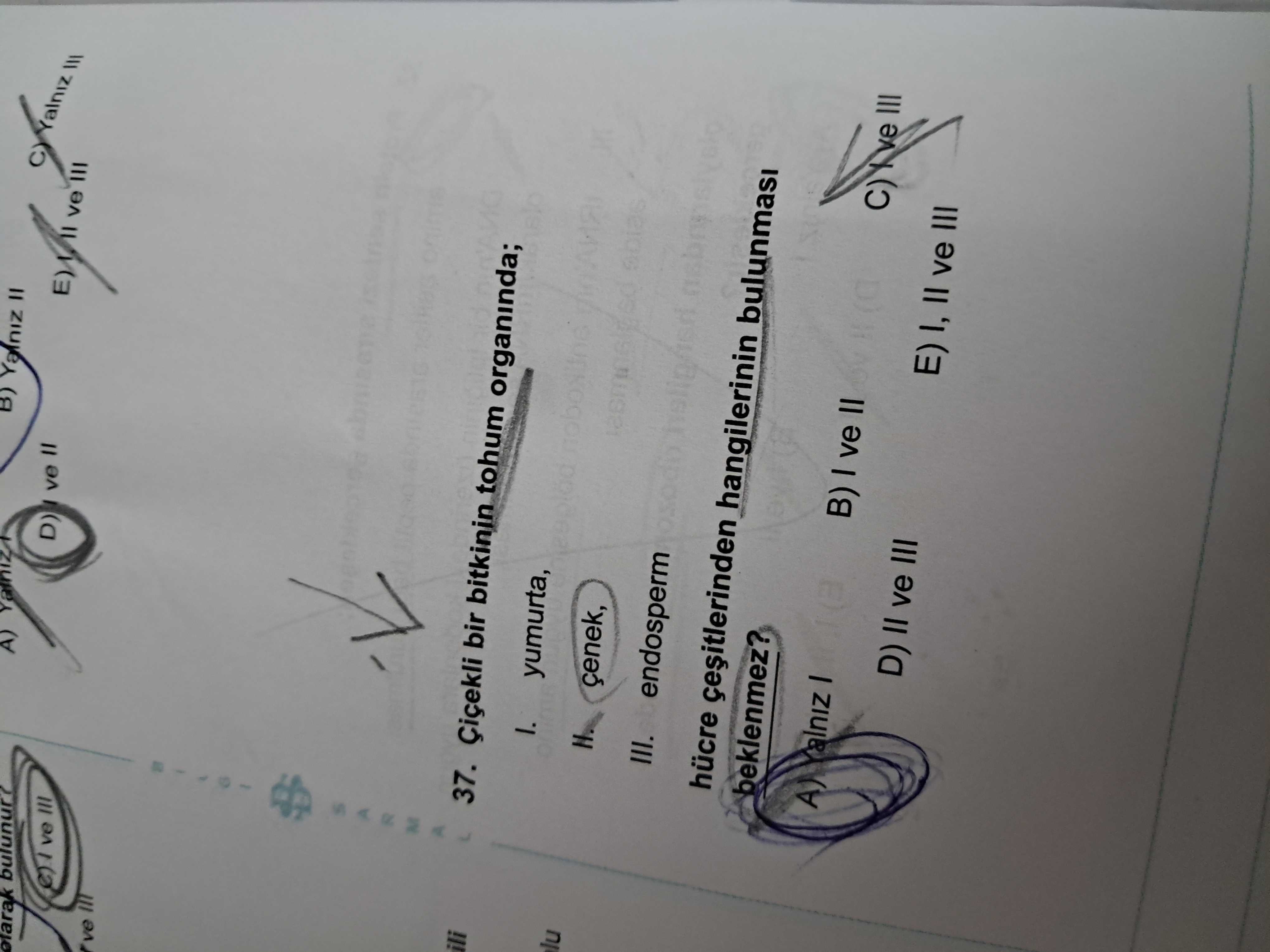 Çiçekli bir bitkinin tohum organında; I. yumurta, II. çenek, III. endosperm hücre çeşitlerinden