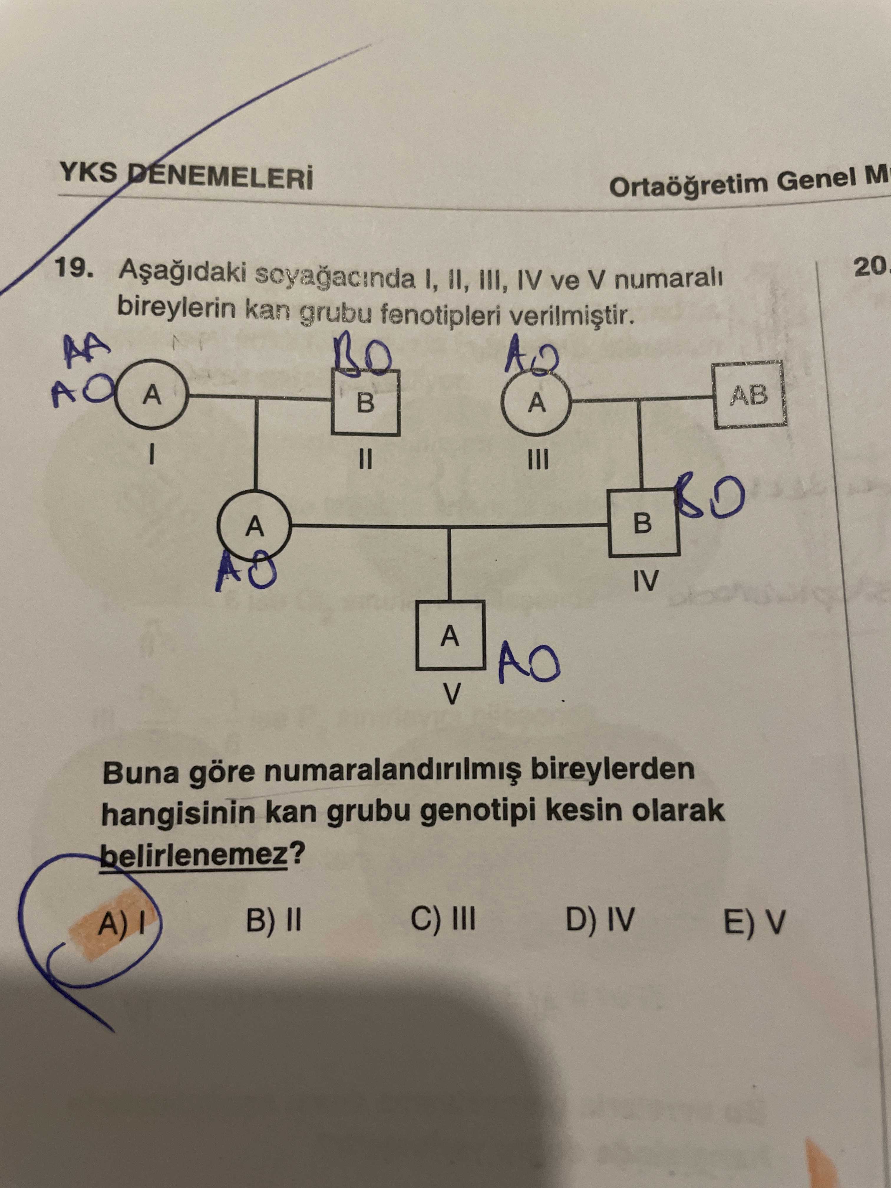 Aşağıdaki soyağacında I, II, III, IV ve V numaralı bireylerin kan grubu fenotipleri verilmiştir