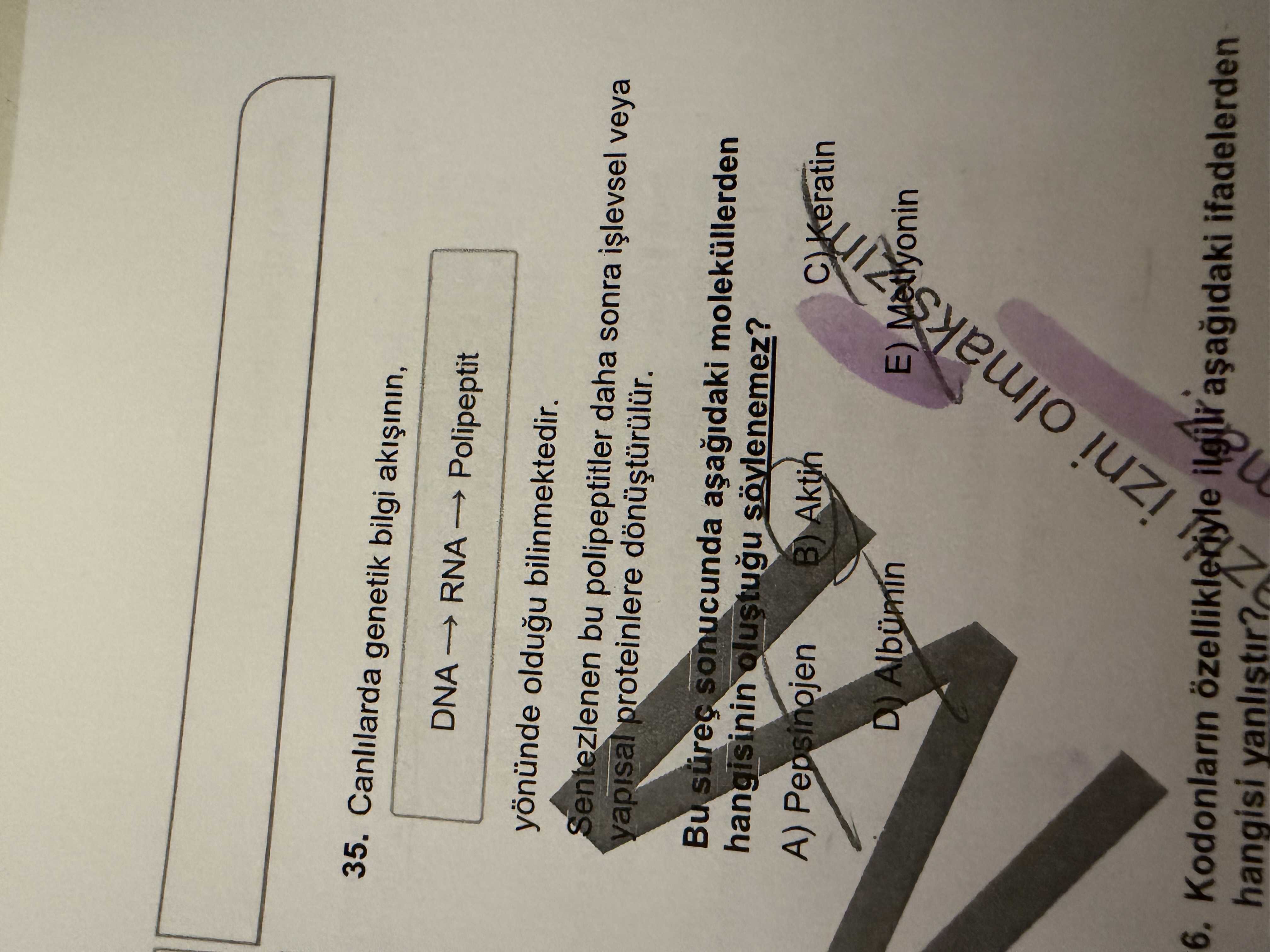 Canlılarda genetik bilgi akışının, DNA → RNA → Polipeptit yönünde olduğu bilinmektedir. Sentezlenen