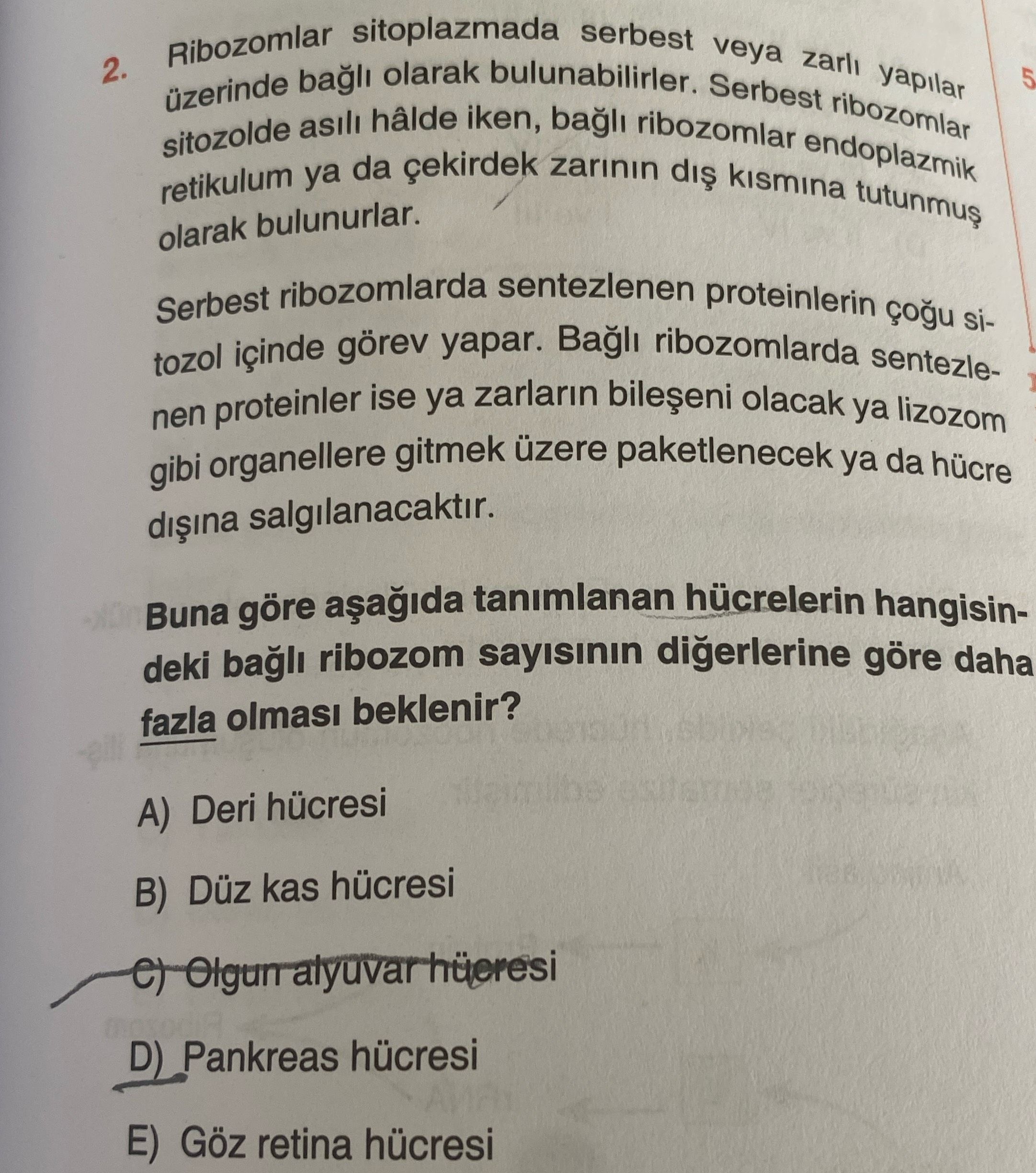 Biyoloji (12. Sınıf)