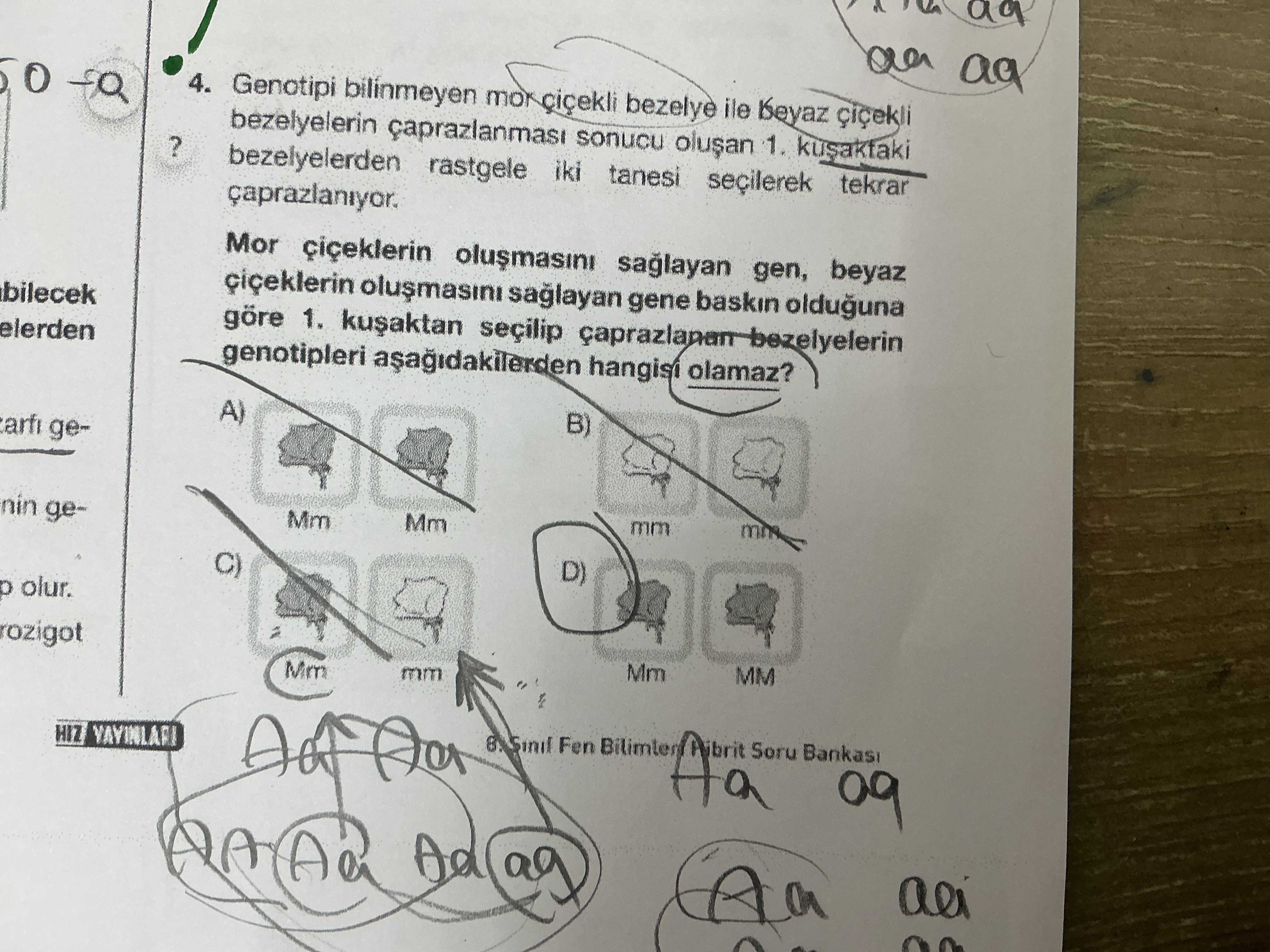 Genotipi bilinmeyen mor çiçekli bezelye ile beyaz çiçekli bezelyelerin çaprazlanması sonucu oluşan