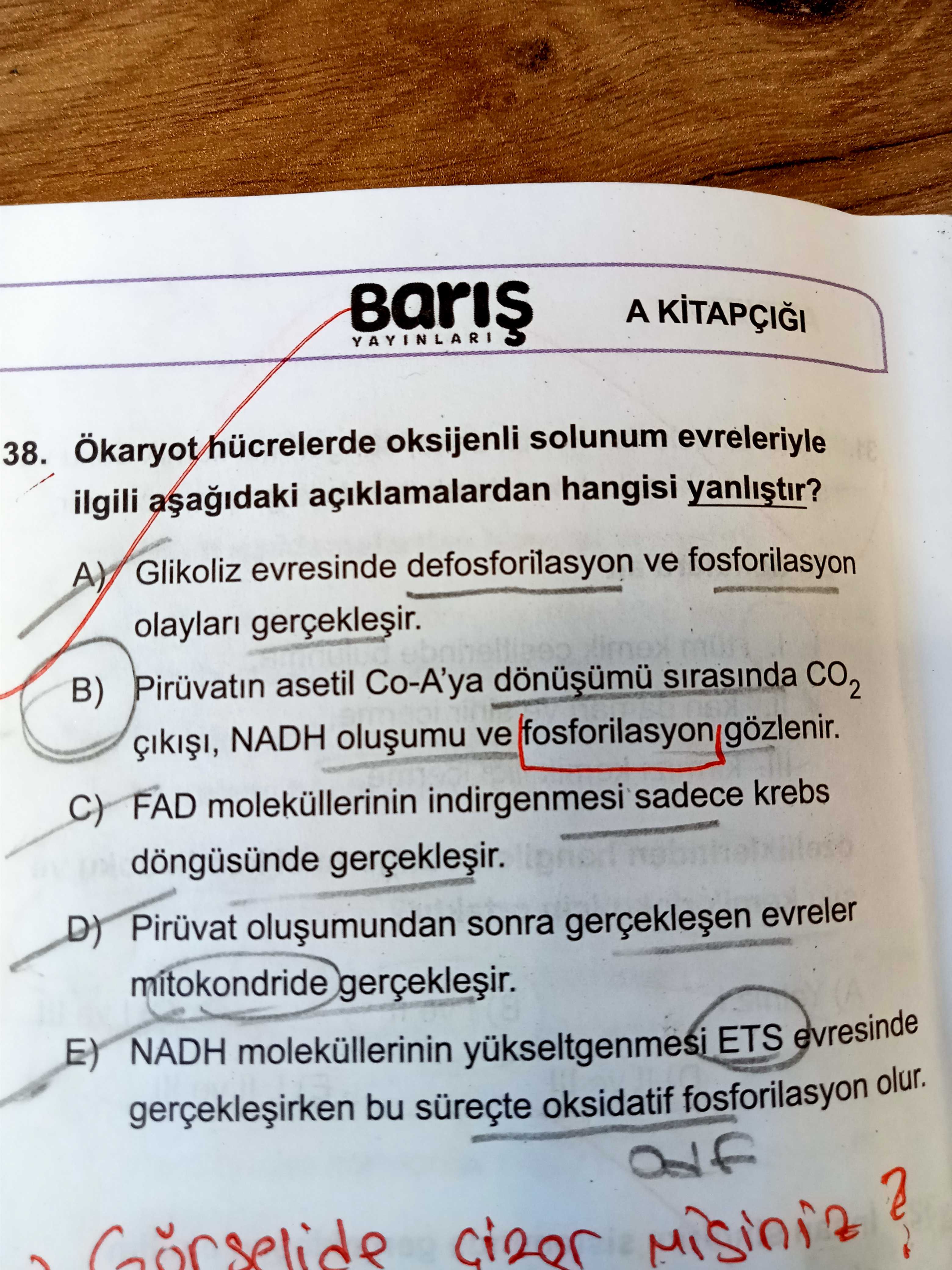 Ökaryot hücrelerde oksijenli solunum evreleriyle ilgili aşağıdaki açıklamalardan hangisi yanlıştır?