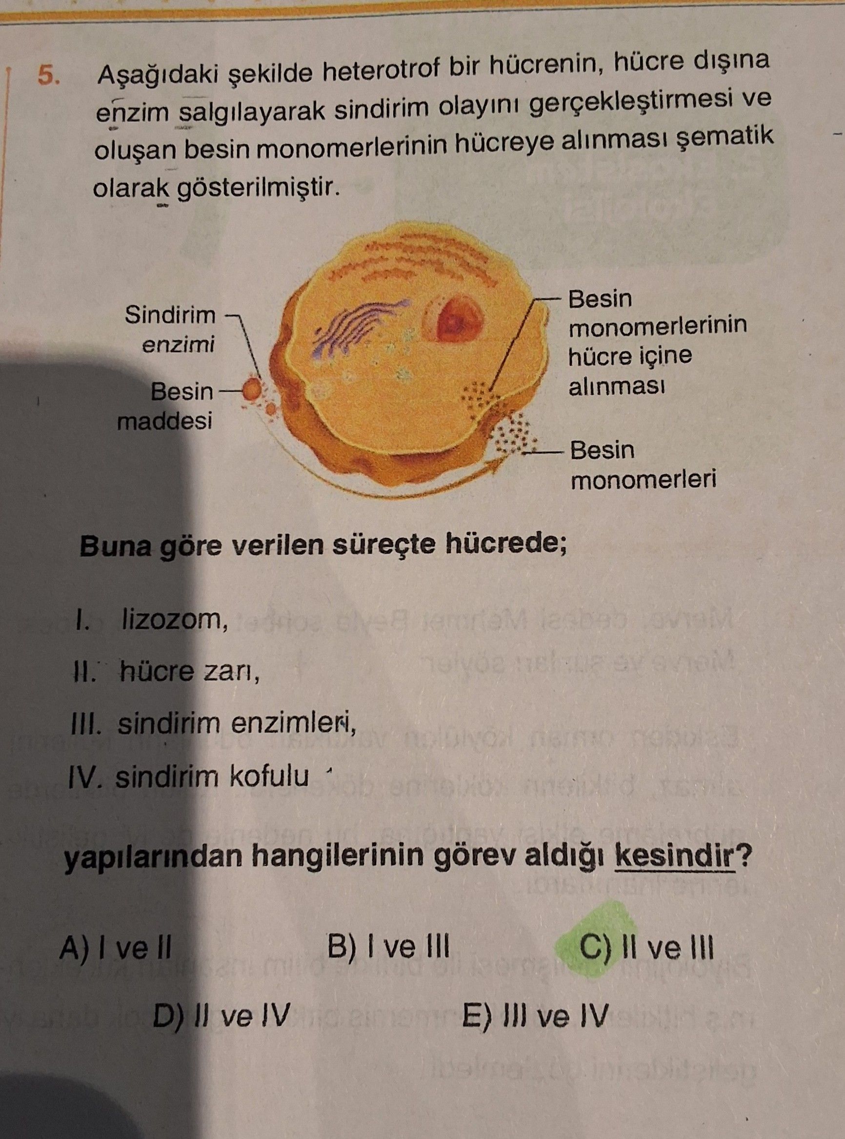 Aşağıdaki şekilde heterotrof bir hücrenin, hücre dışına enzim salgılayarak sindirim olayını