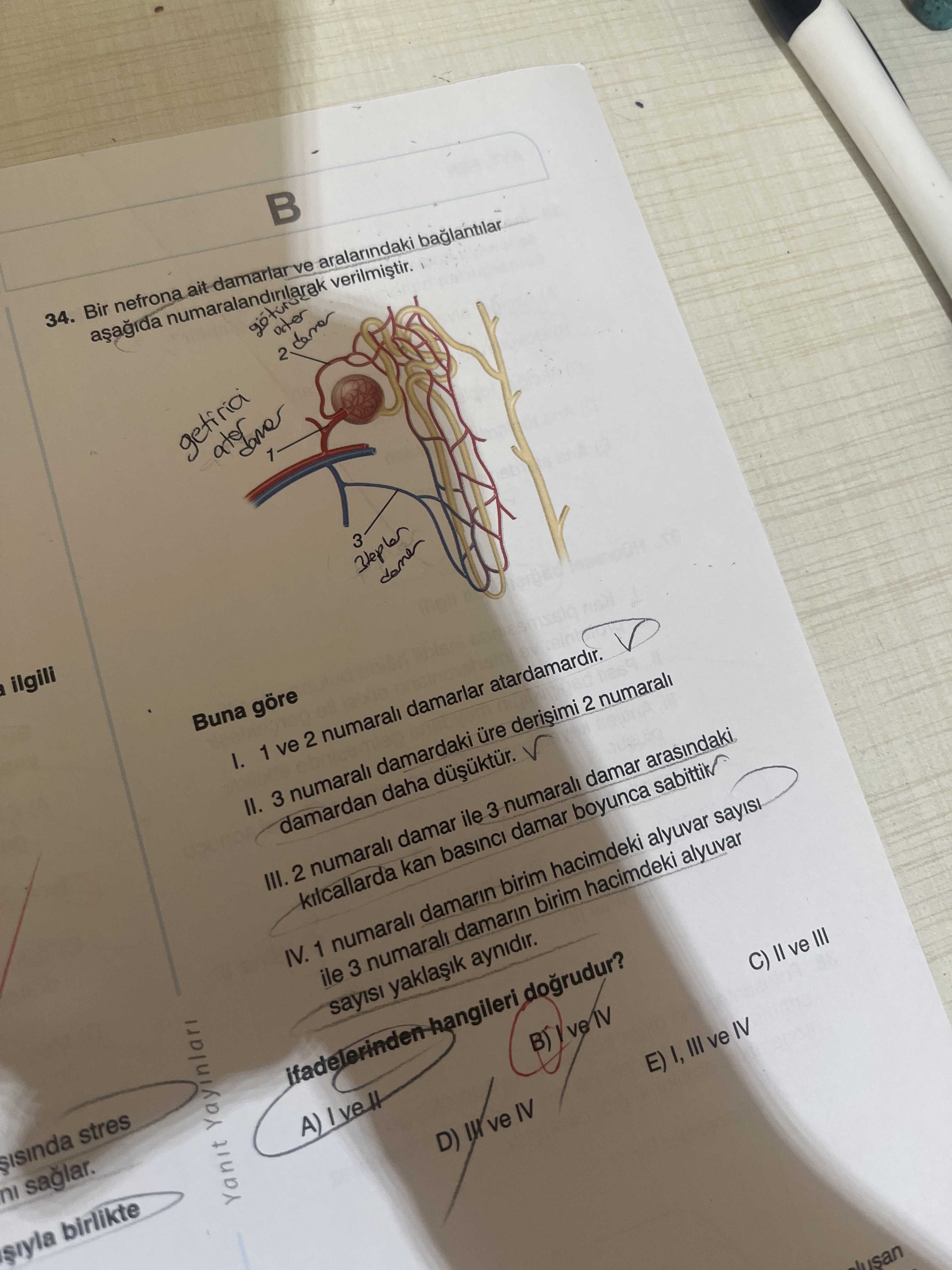 Bir nefrona ait damarlar ve aralarındaki bağlantılar aşağıda numaralandırılarak verilmiştir. Buna