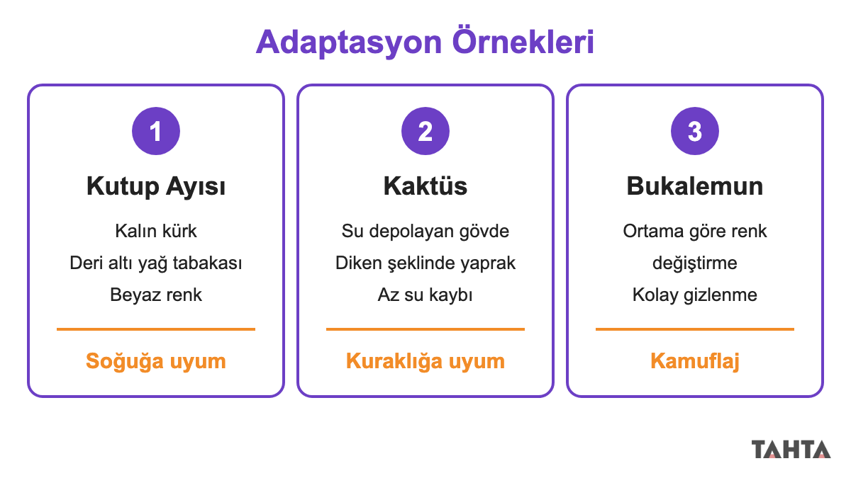 Kutup ayısı, kaktüs ve bukalemunun çevreye uyum sağlayan özelliklerini gösteren üç panelli adaptasyon örnekleri şeması