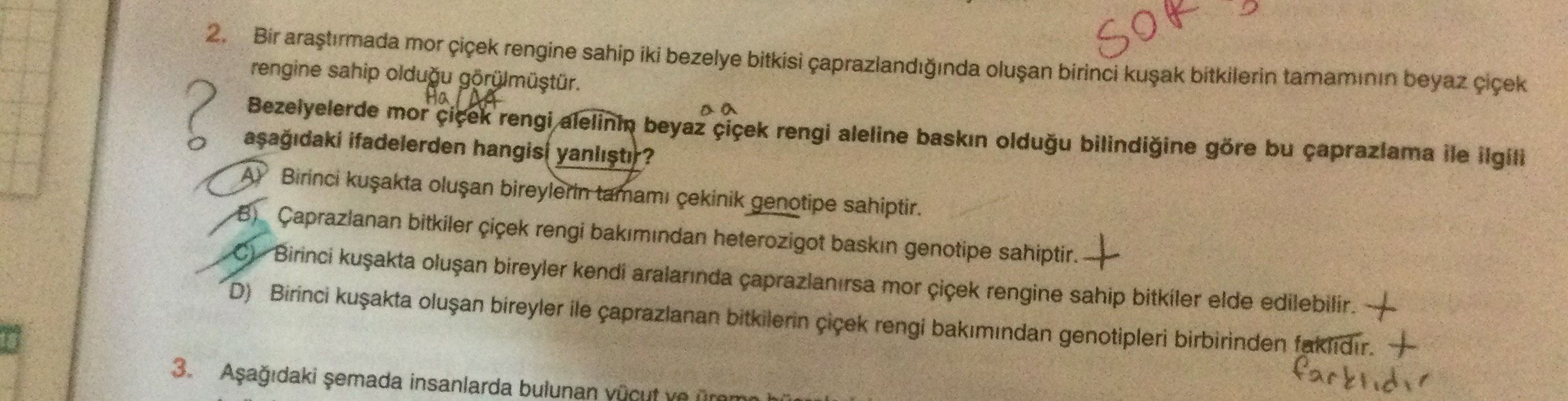 Bir araştırmada mor çiçek rengine sahip iki bezeyle bitkisi çaprazlandığında oluşan birinci kuşak