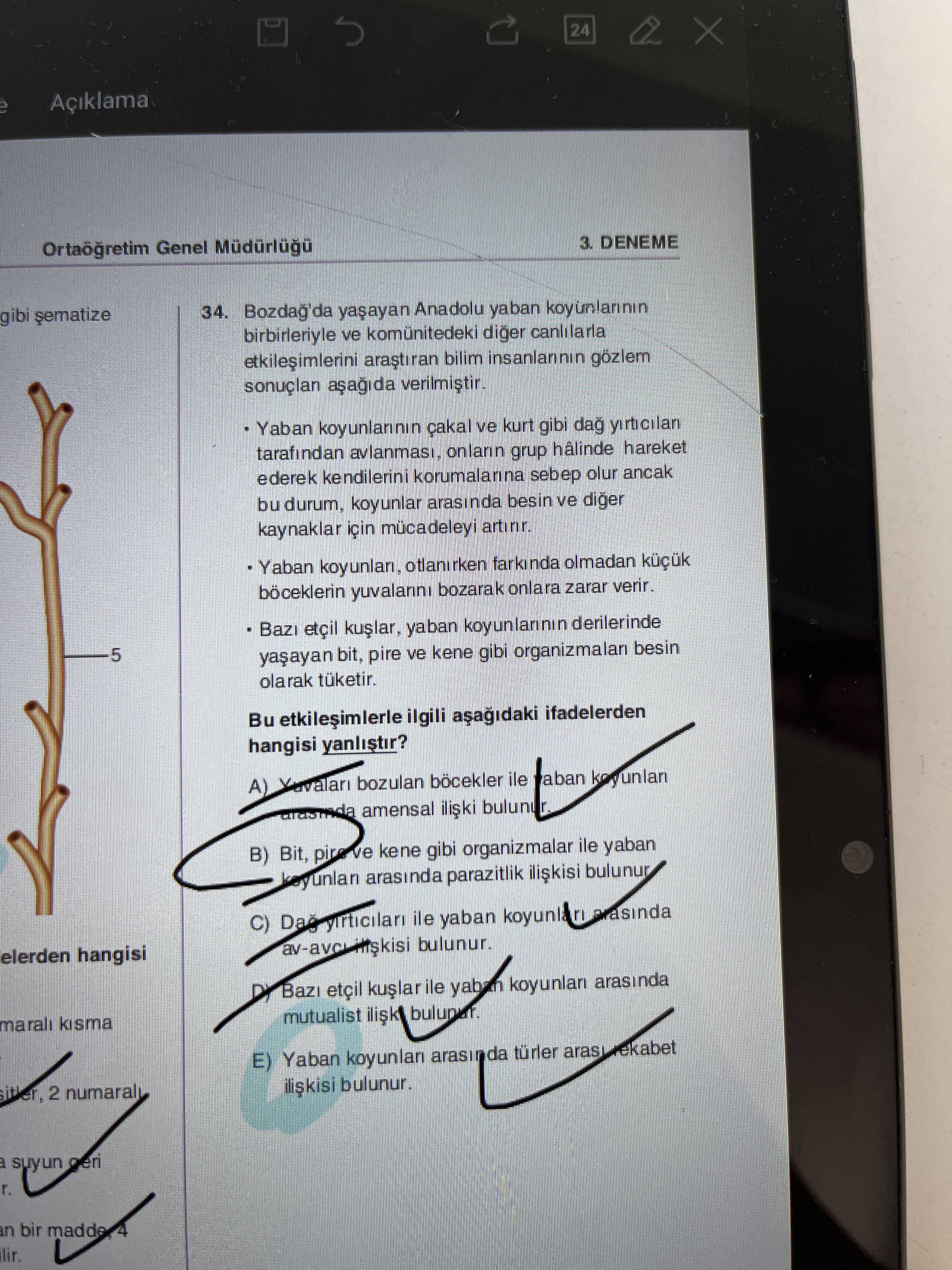 Bozdağ'da yaşayan Anadolu yaban koyunlarının birbirleriyle ve komünitedeki diğer canlılarla