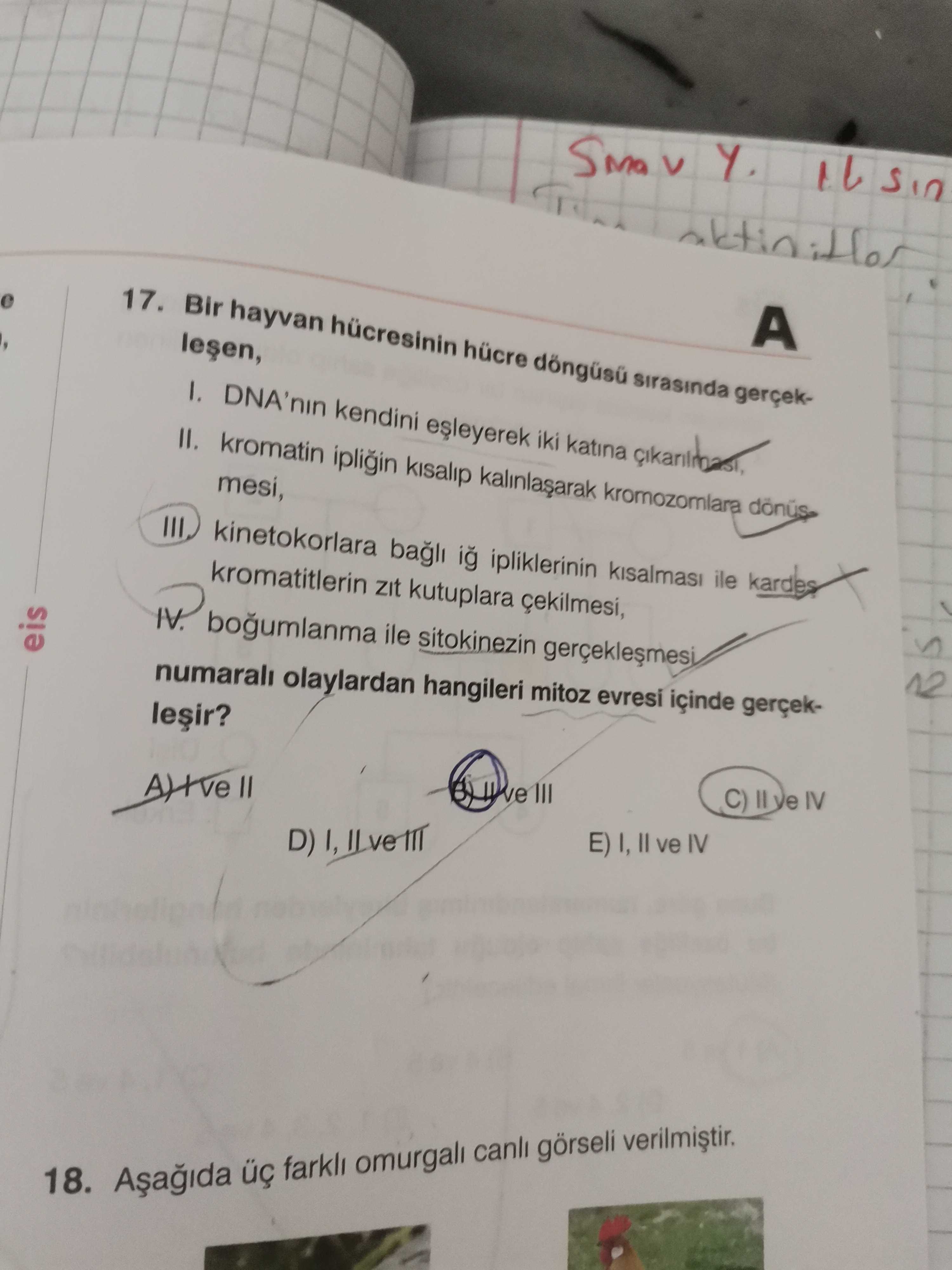 Bir hayvan hücresinin hücre döngüsü sırasında gerçekleşen, I. DNA'nın kendini eşleyerek iki katına