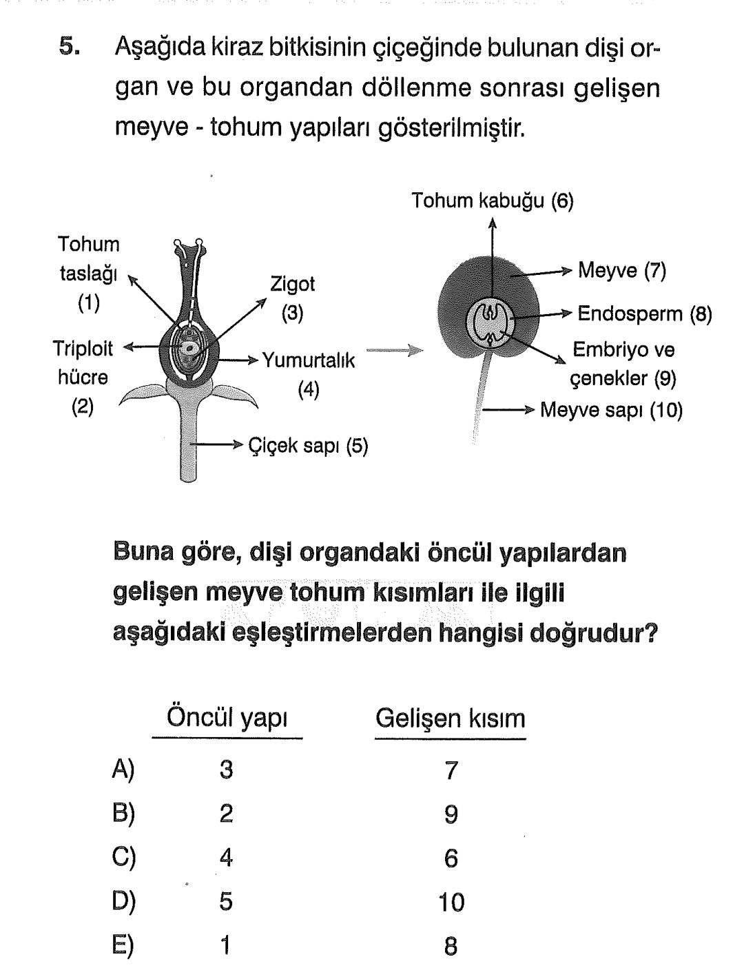 Aşağıda kiraz bitkisinin çiçeğinde bulunan dişi organ ve bu organdan döllenme sonrası gelişen meyve