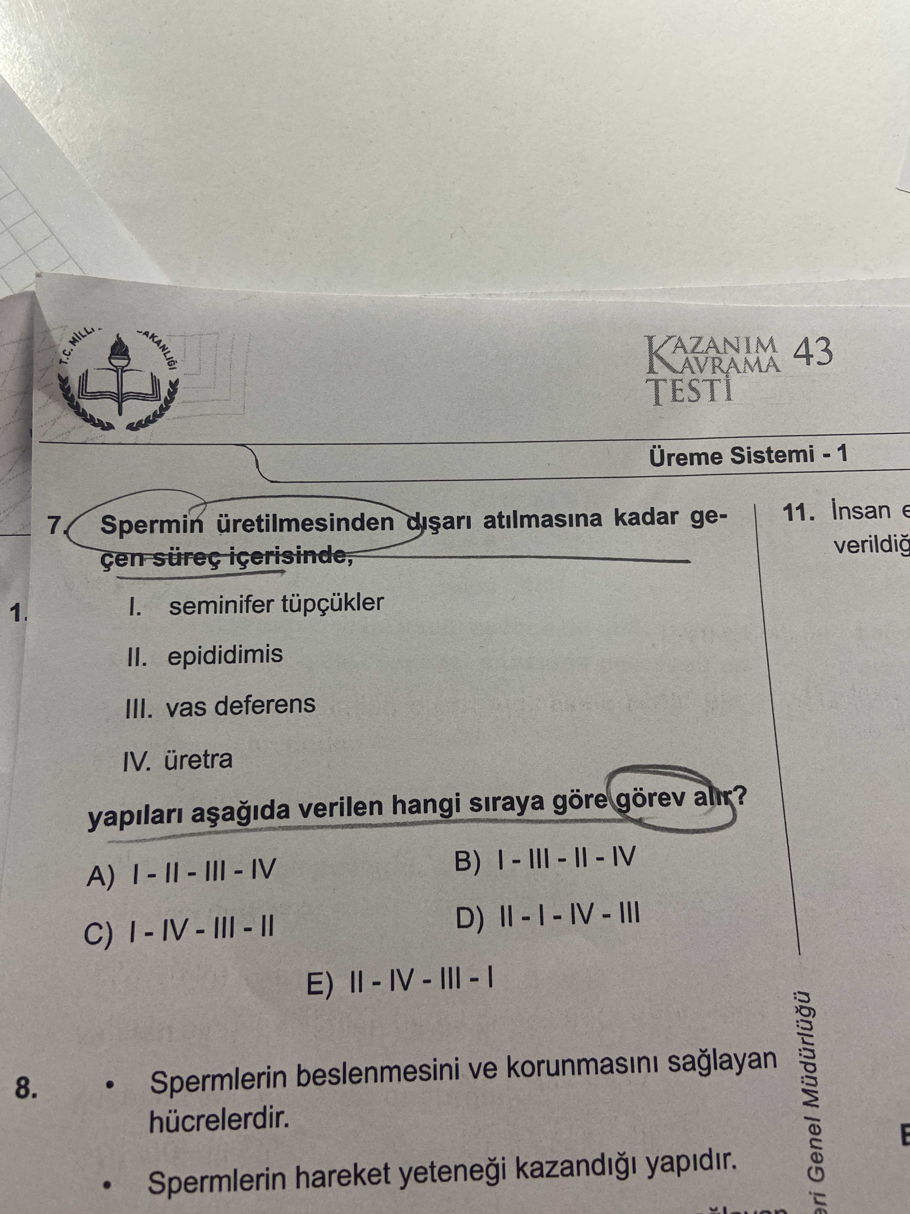 Spermin üretilmesinden dışarı atılmasına kadar geçen süreç içerisinde, I. seminifer tüpçükler II