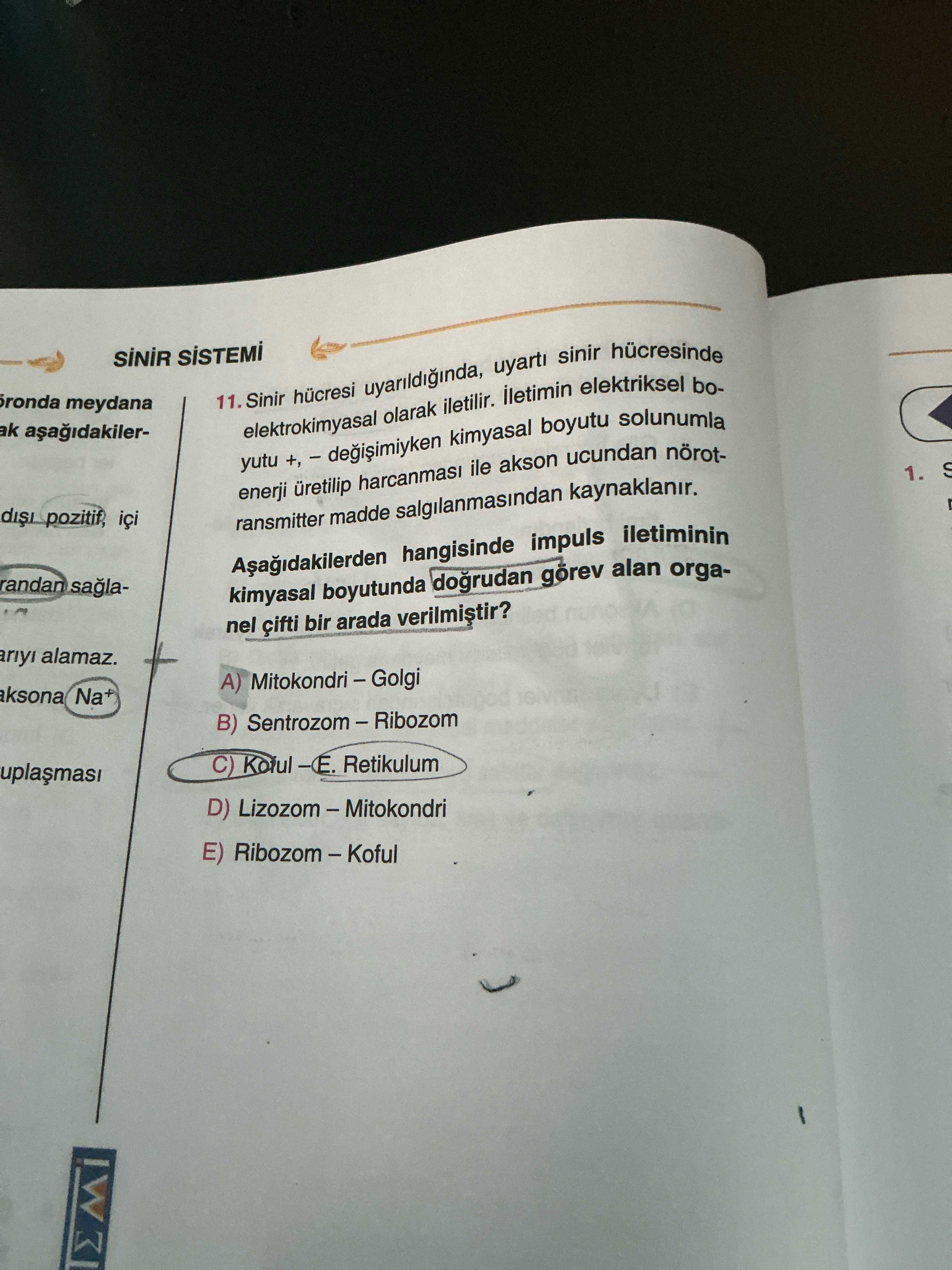 Sinir hücresi uyarıldığında, uyartı sinir hücresinde elektrokimyasal olarak iletilir. İletimin