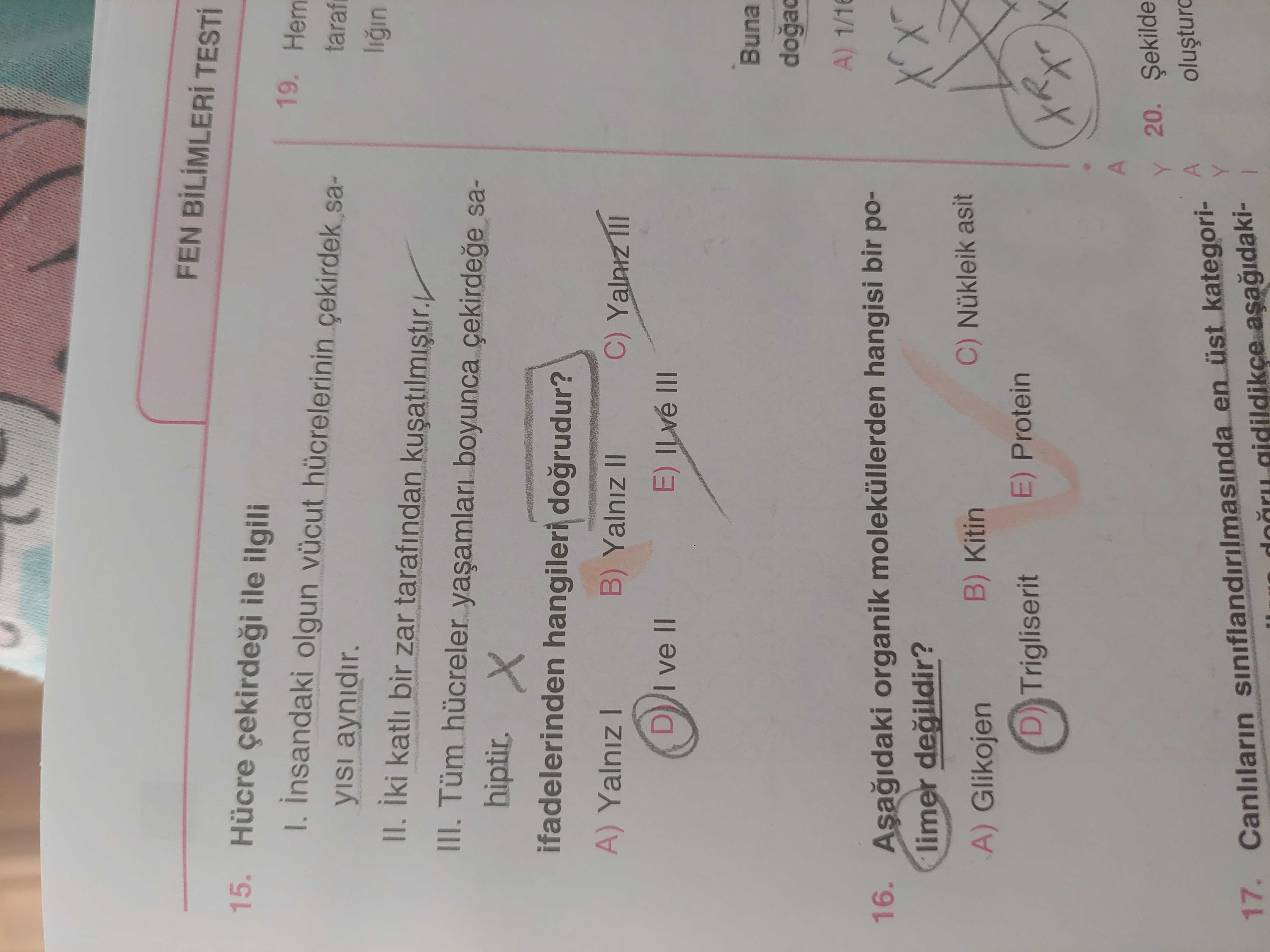 Hücre çekirdeği ile ilgili I. İnsandaki olgun vücut hücrelerinin çekirdek sayısı aynıdır. II. İki