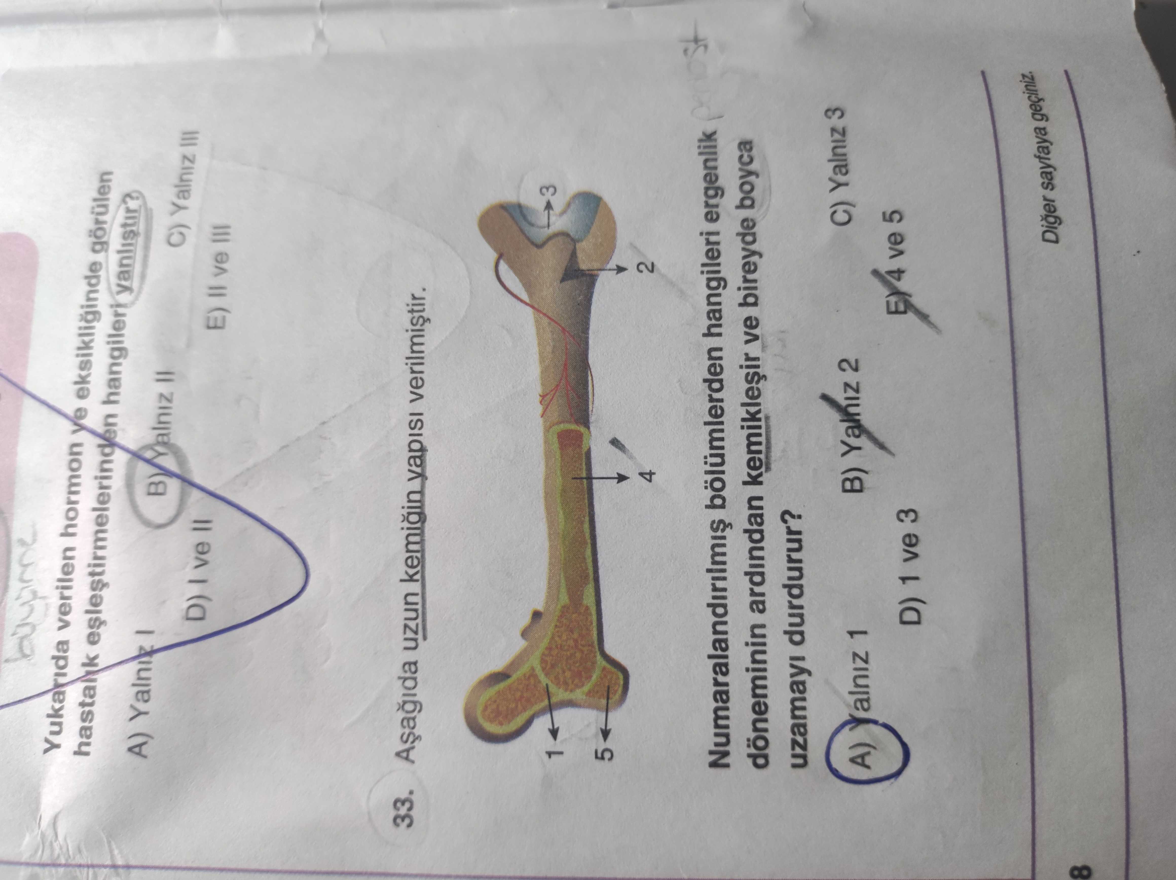 Aşağıda uzun kemiğin yapısı verilmiştir. Numaralandırılmış bölümlerden hangileri ergenlik döneminin
