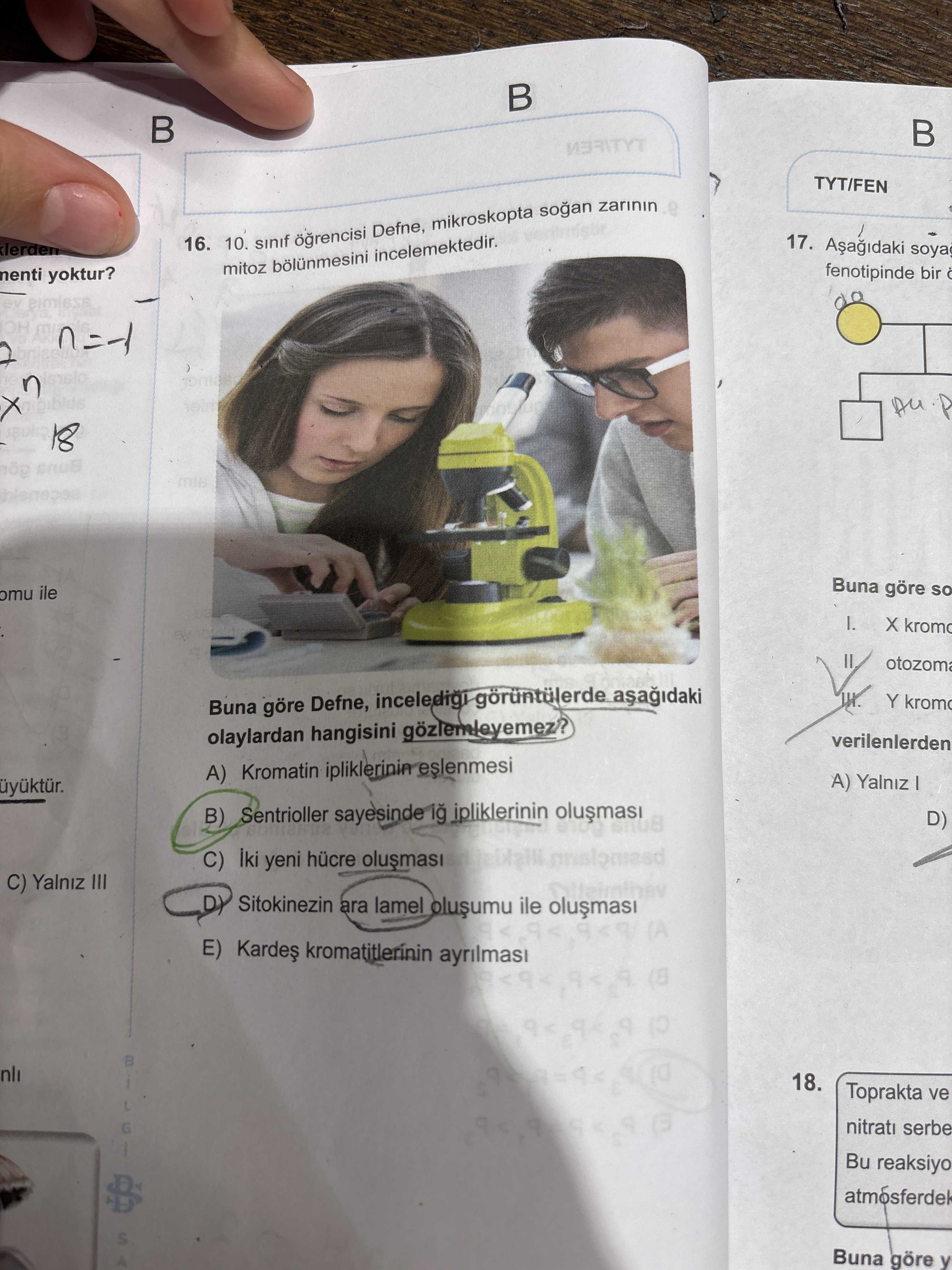 10. sınıf öğrencisi Defne, mikroskopta soğan zarının mitoz bölünmesini incelemektedir. Buna göre
