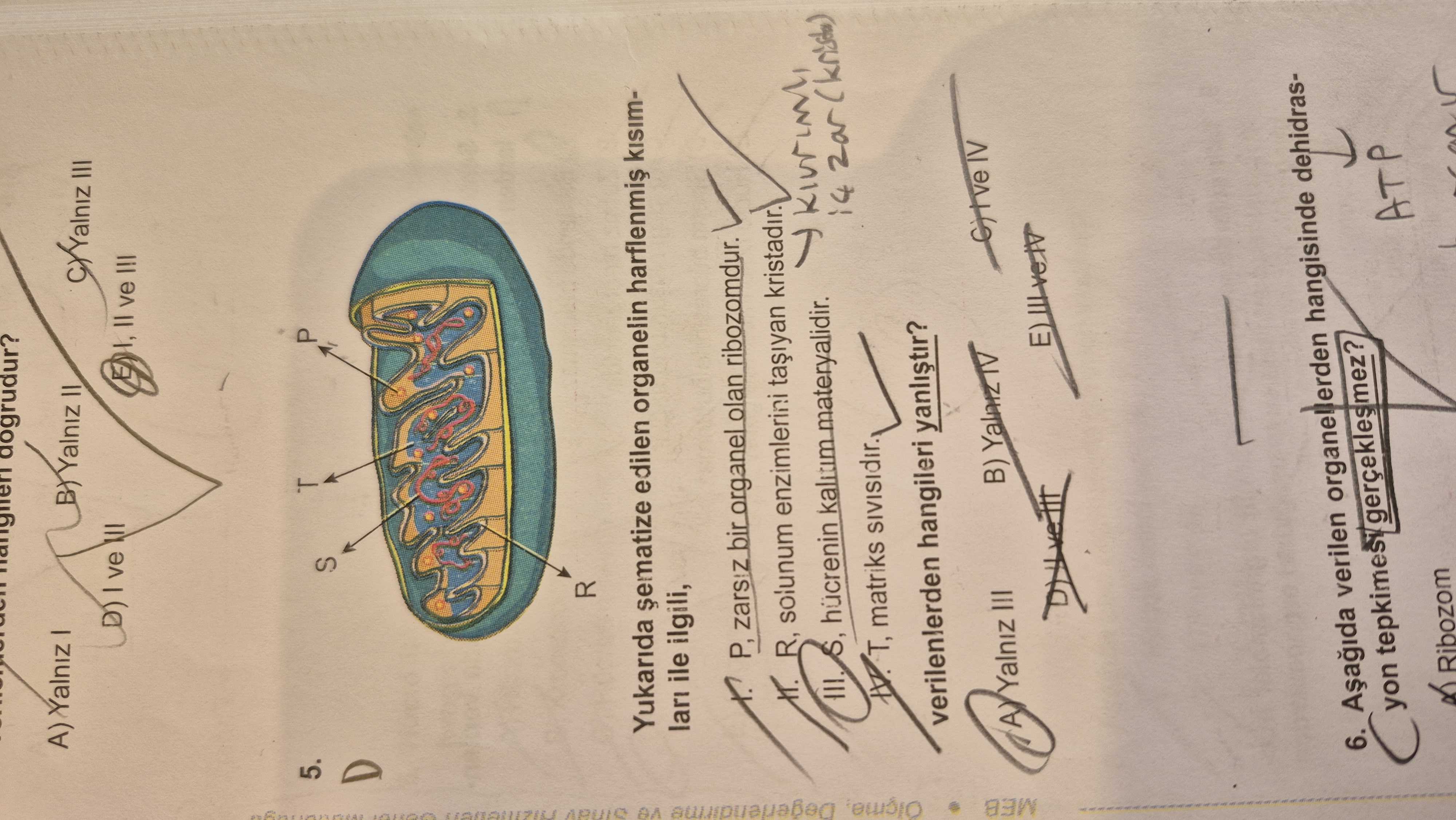 Yukarıda şematize edilen organelin harflenmiş kısımları ile ilgili, I. P, zarsız bir organel olan