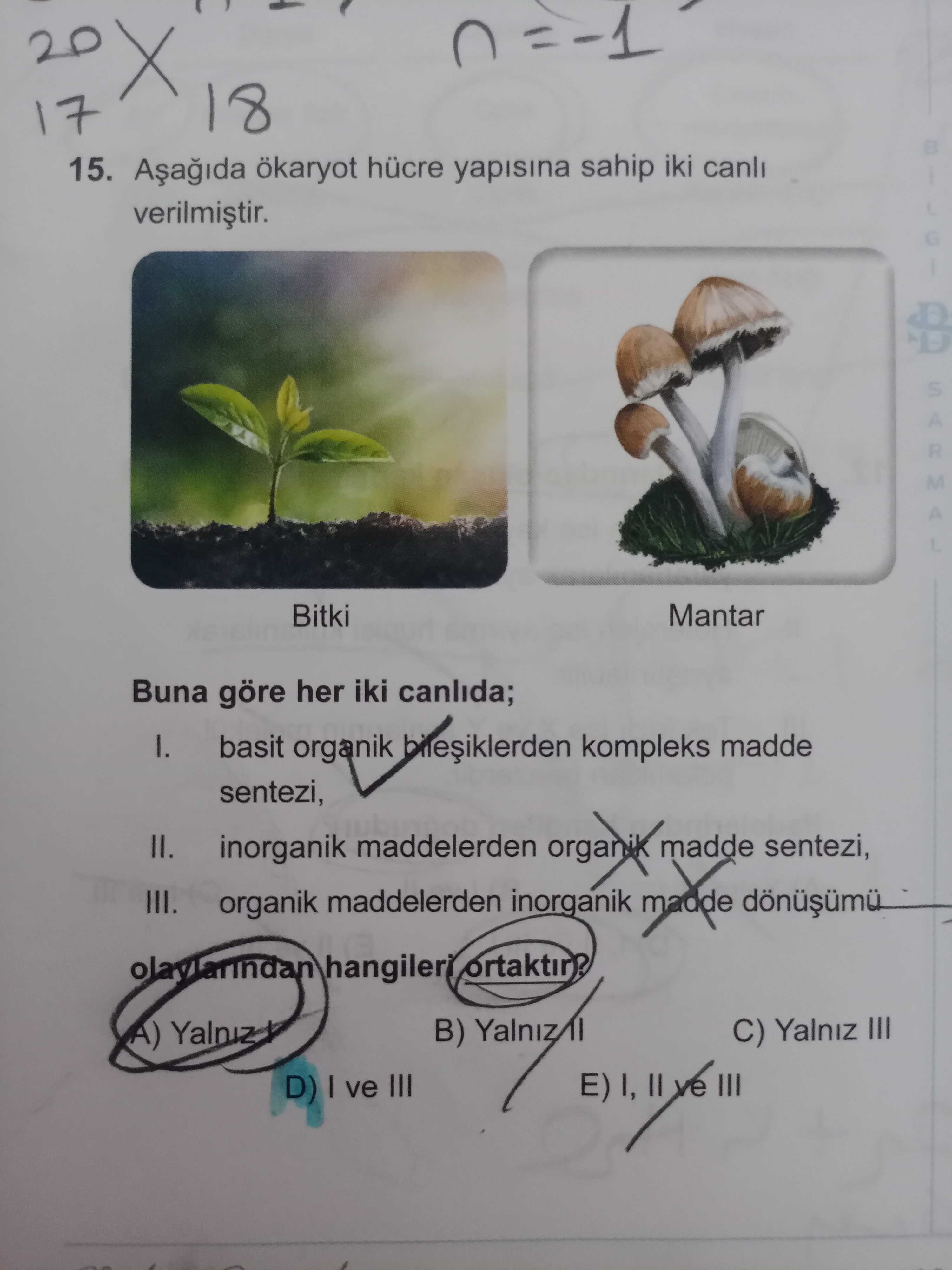 Aşağıda ökaryot hücre yapısına sahip iki canlı verilmiştir. Buna göre her iki canlıda; I. basit