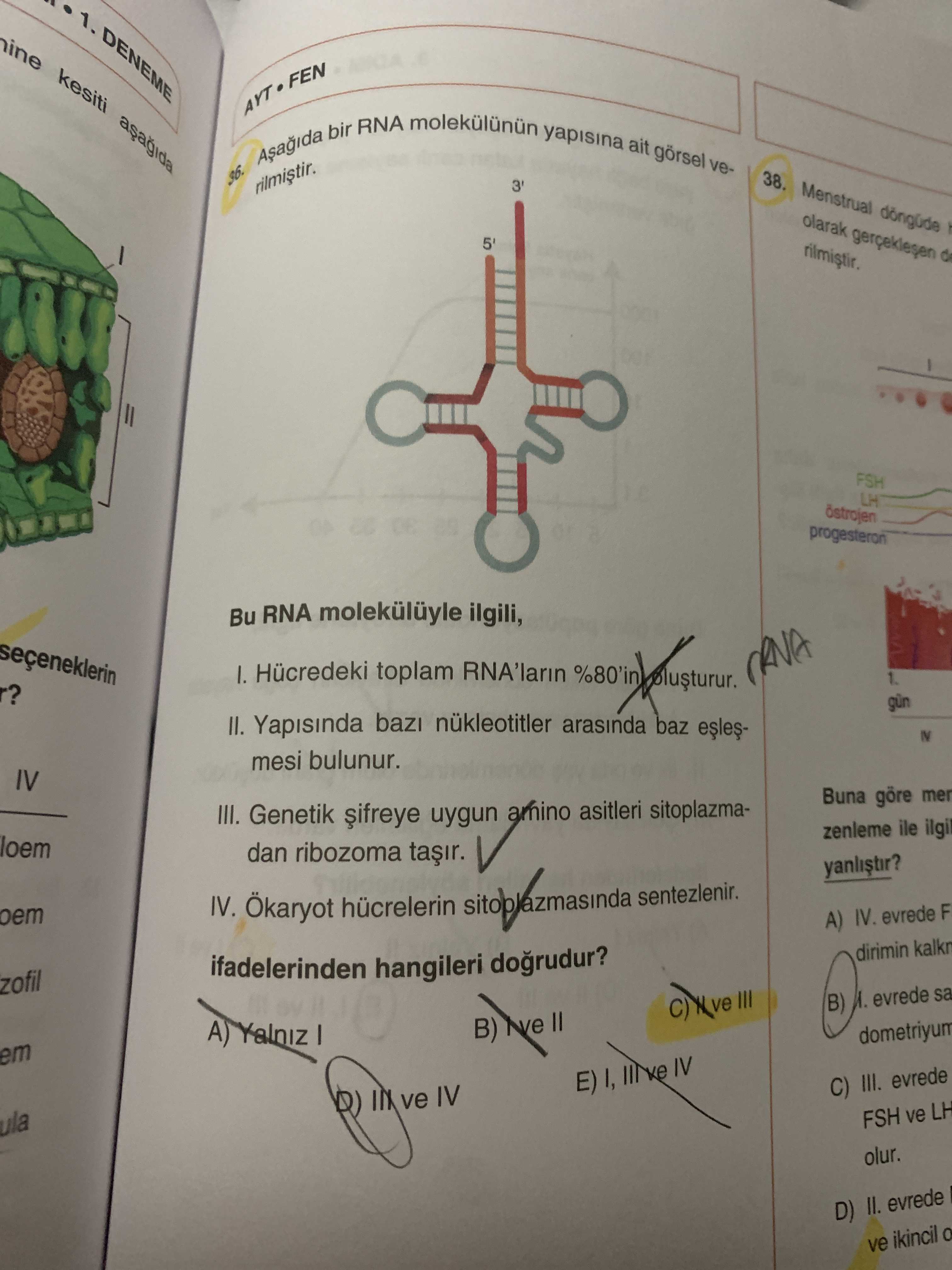 Aşağıda bir RNA molekülünün yapısına ait görsel verilmiştir. Bu RNA molekülüyle ilgili, I. Hücredeki