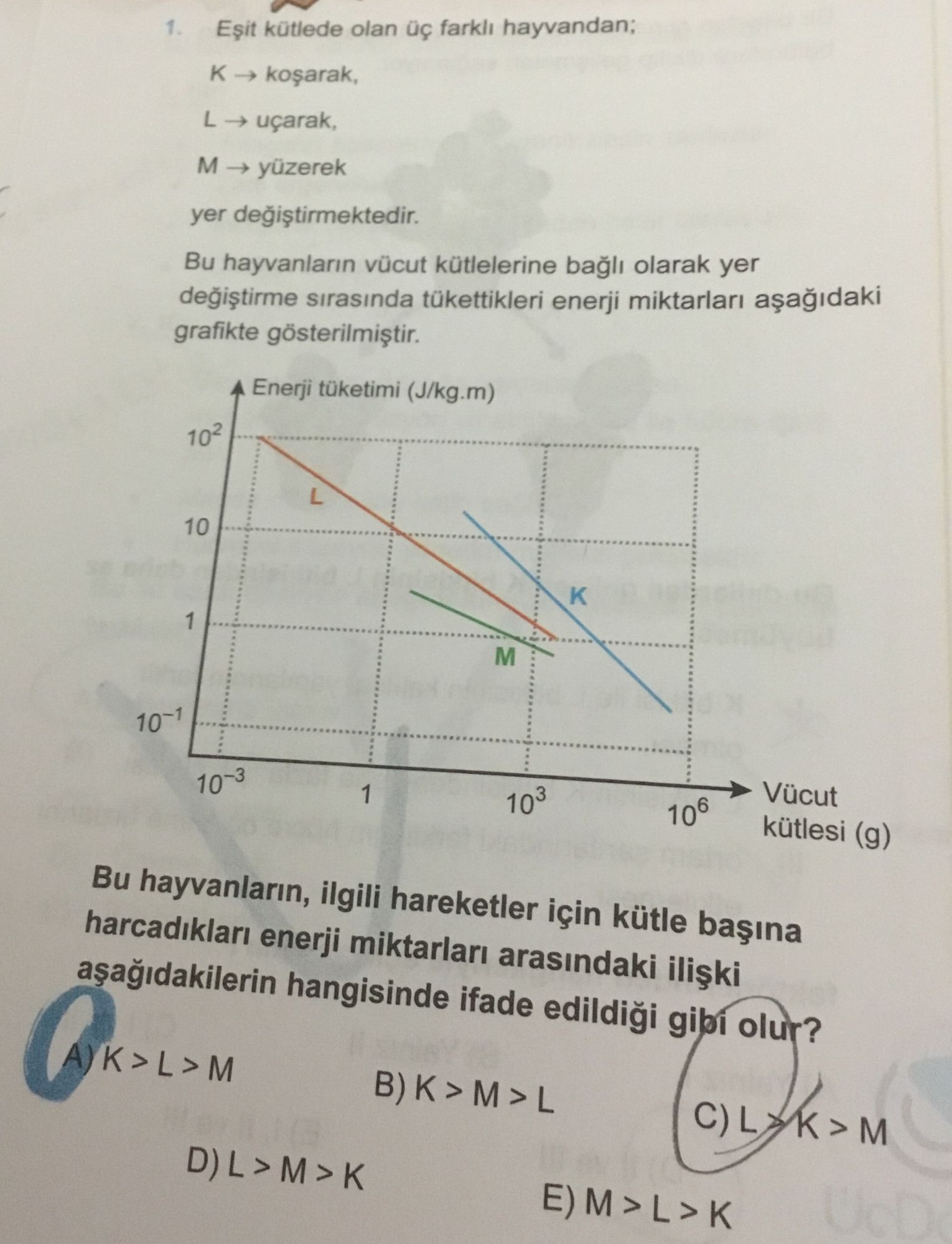 Eşit kütlede olan üç farklı hayvandan; K → koşarak, L → uçarak, M → yüzerek yer değiştirmektedir. Bu
