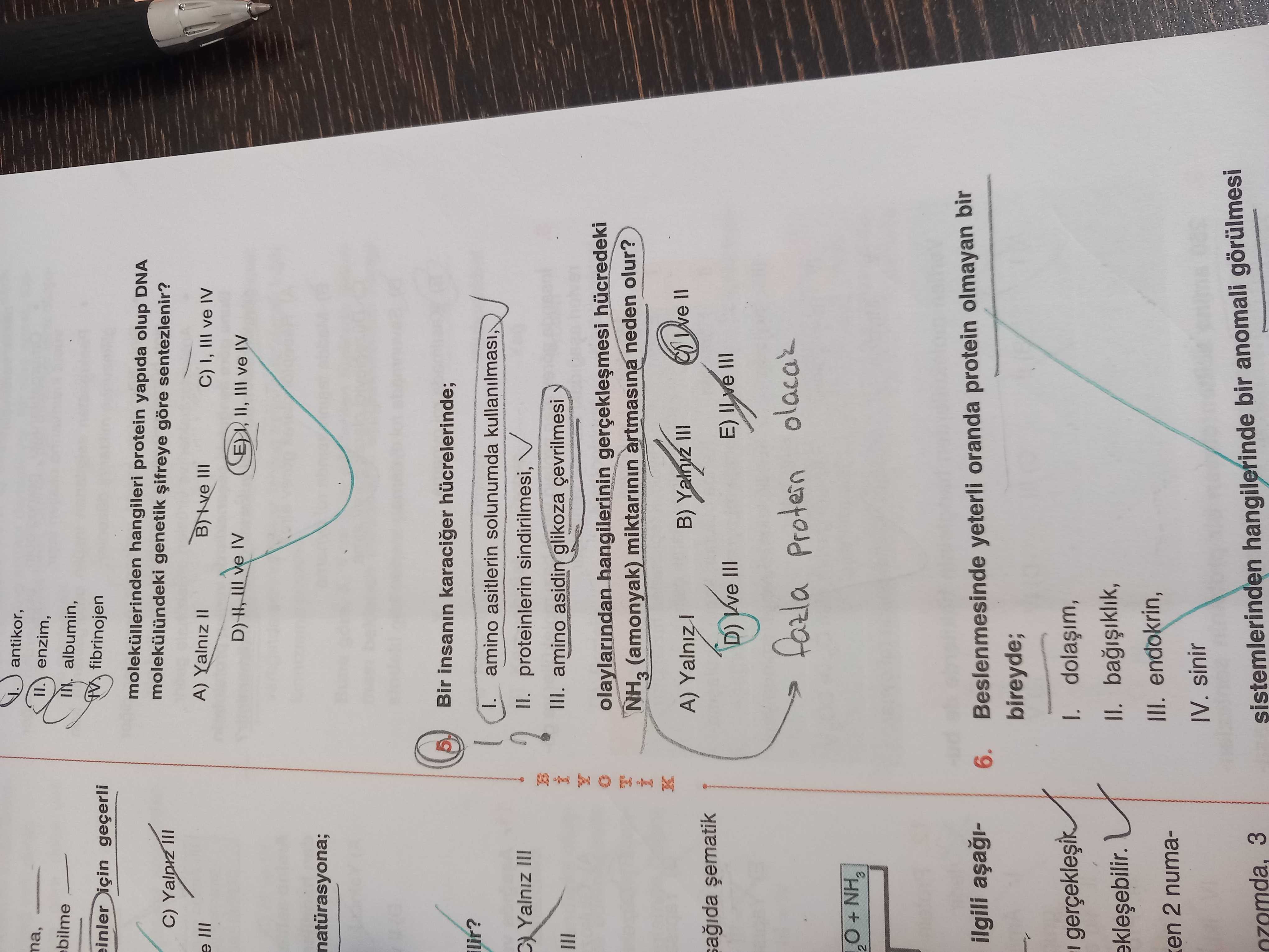 Bir insanın karaciğer hücrelerinde; I. amino asitlerin solunumda kullanılması, II. proteinlerin