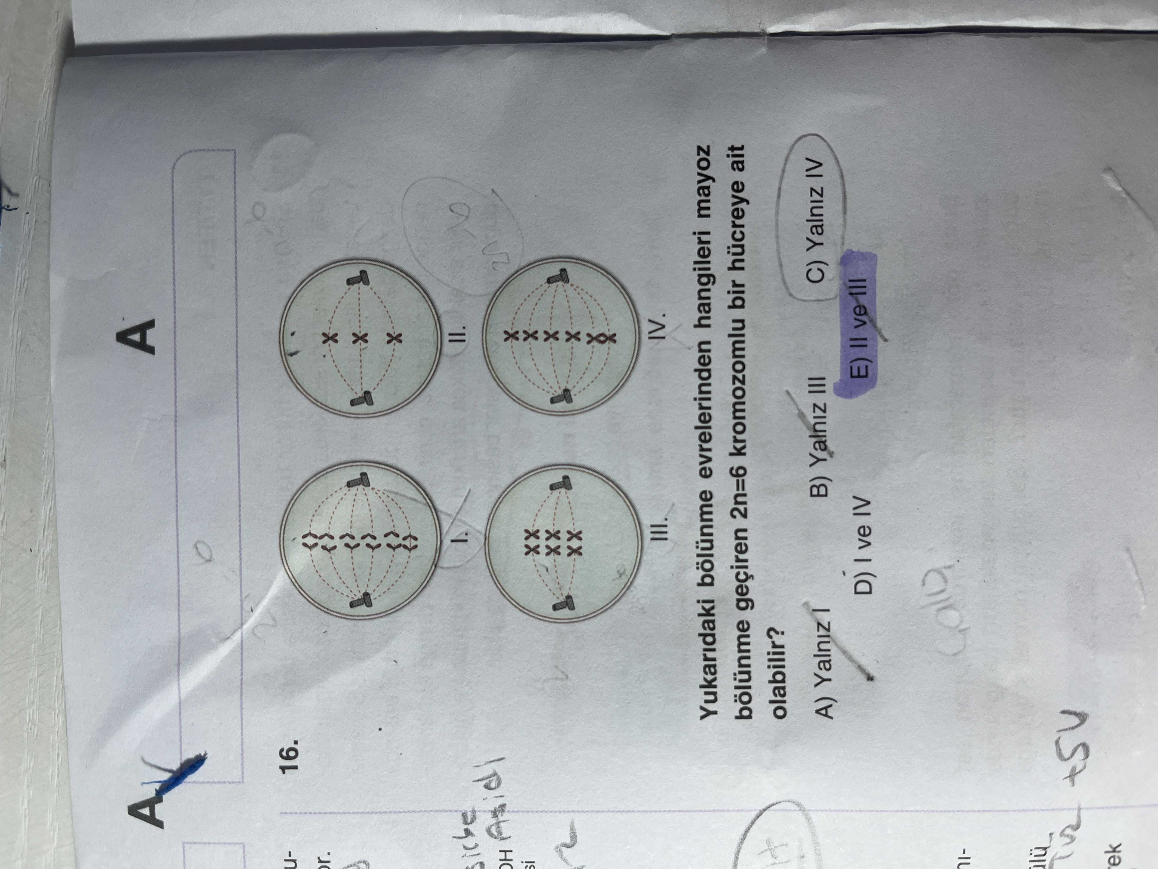 Yukarıdaki bölünme evrelerinden hangileri mayoz bölünme geçiren 2n=6 kromozomlu bir hücreye ait
