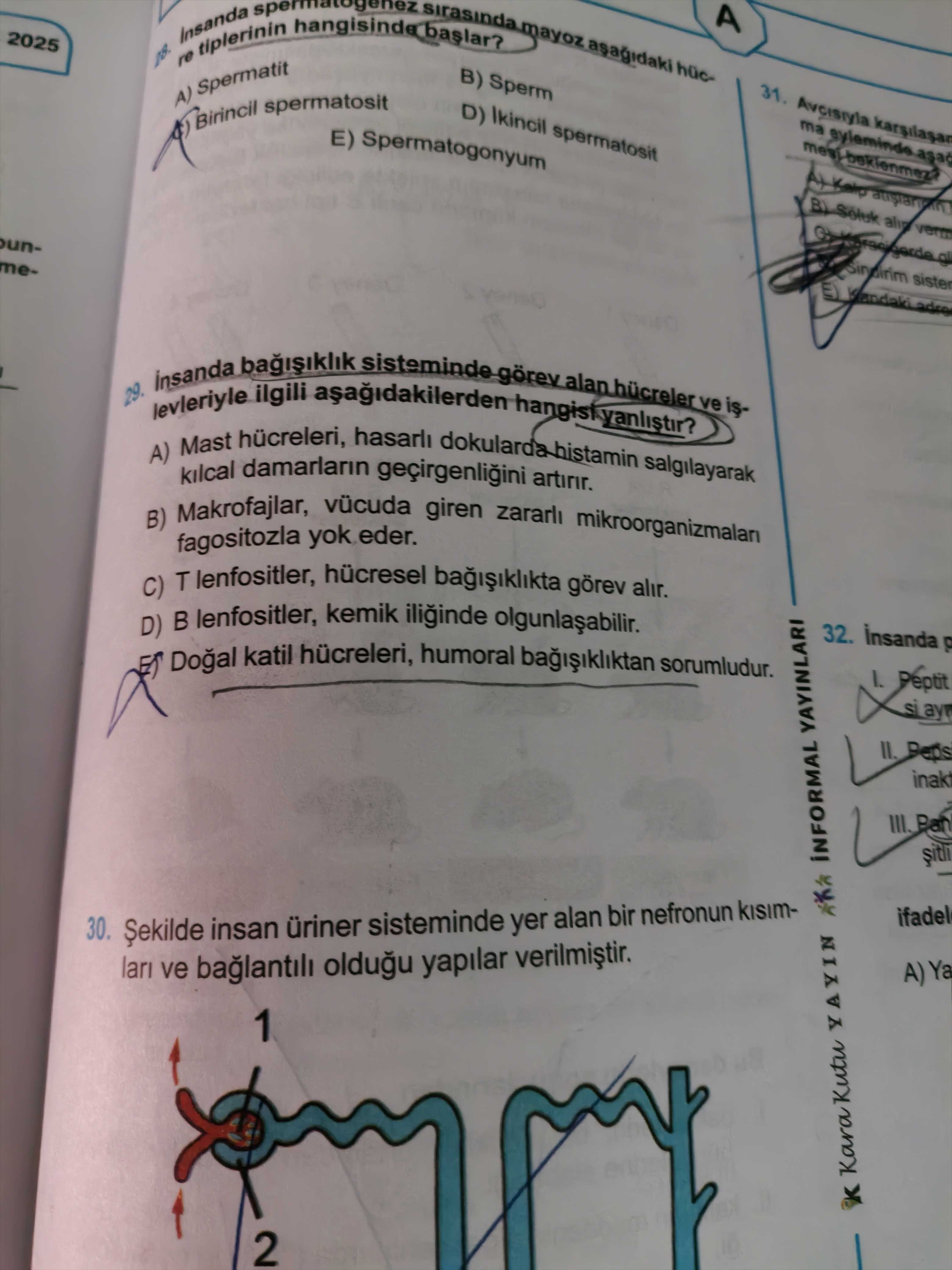 İnsanda bağışıklık sisteminde görev alan hücreler ve işlevleriyle ilgili aşağıdakilerden hangisi