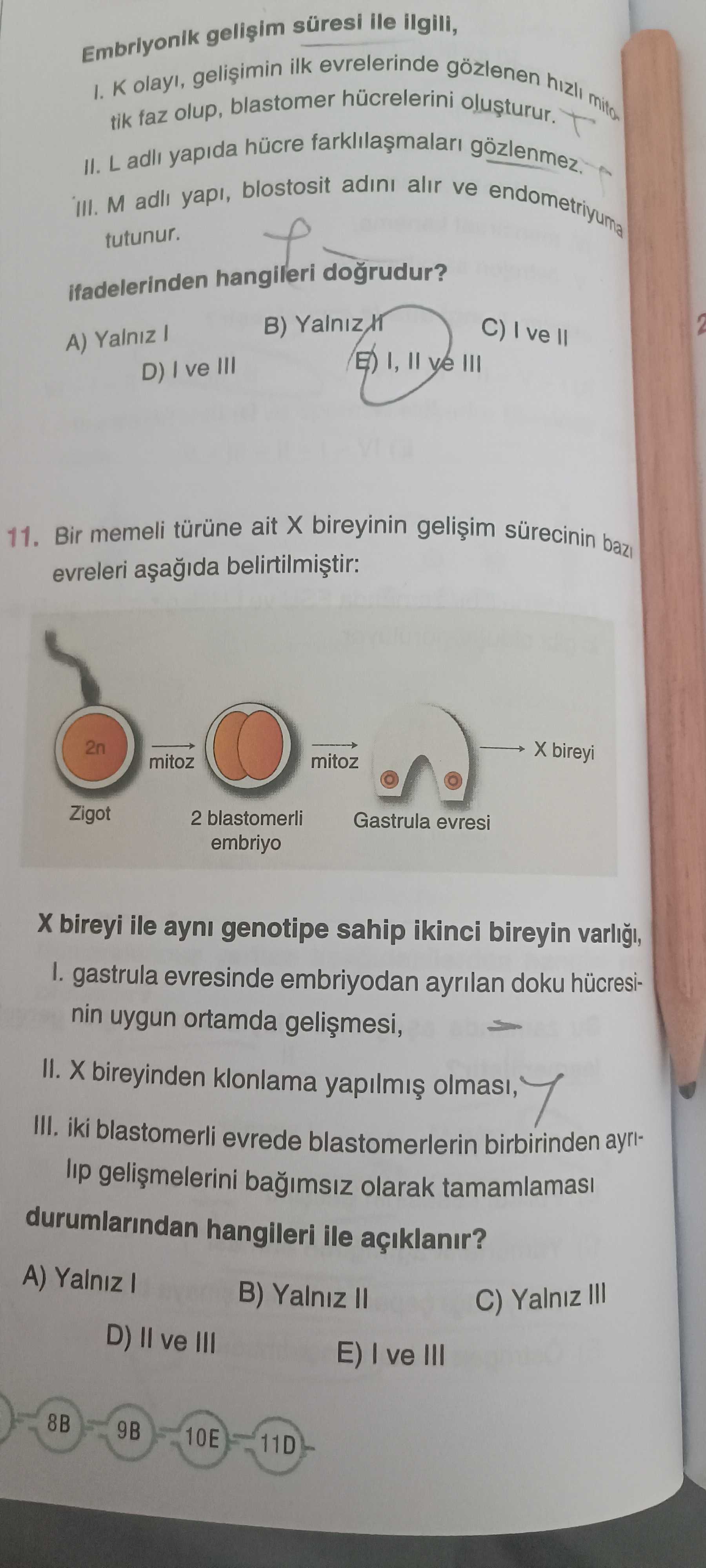 Bir memeli türüne ait X bireyinin gelişim sürecinin bazı evreleri aşağıda belirtilmiştir: X bireyi