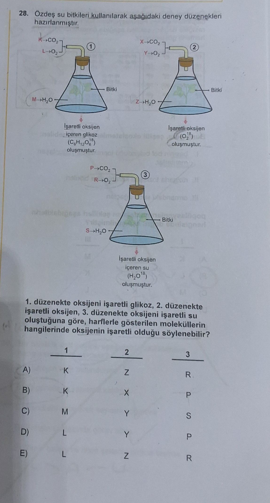Özdeş su bitkileri kullanılarak aşağıdaki deney düzenekleri hazırlanmıştır. 1. düzenekte oksijeni
