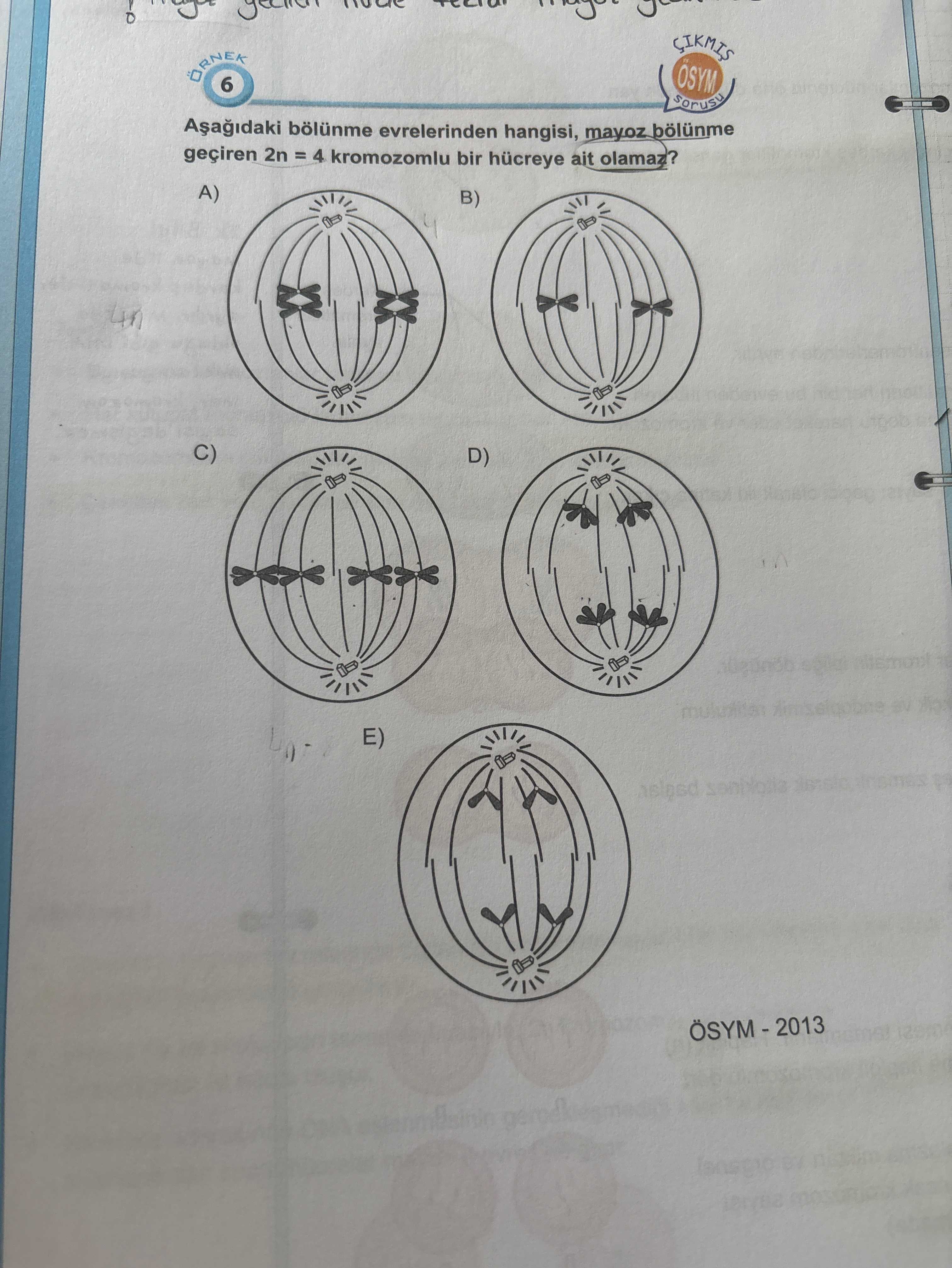 Aşağıdaki bölünme evrelerinden hangisi, mayoz bölünme geçiren 2n = 4 kromozomlu bir hücreye ait