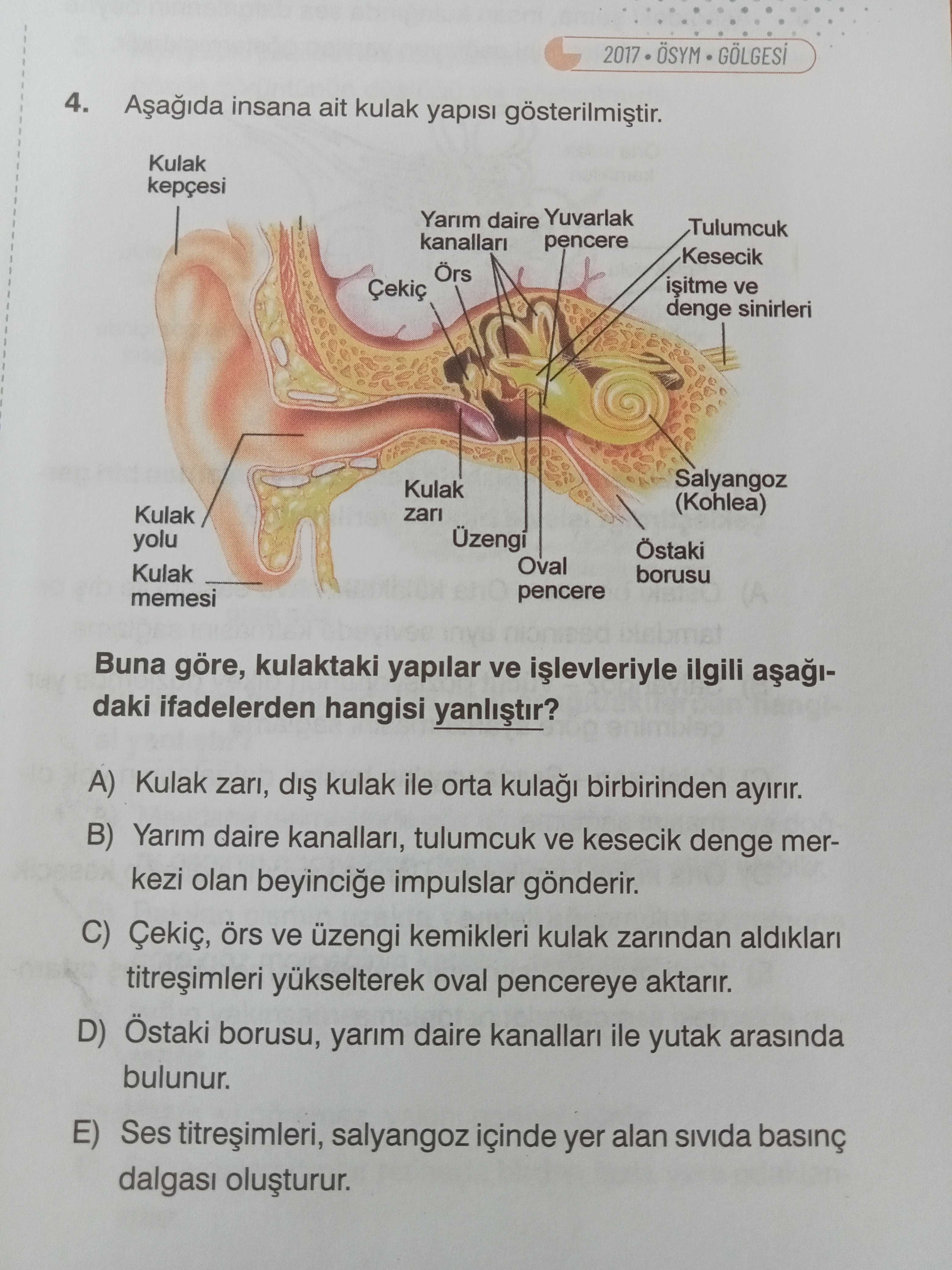 2017 4. insana ait kulak yapisi Kulak kepçesi Yarim daire Yuvarlak Tulumcuk kanallari pencere Kesecik Örs ve Çekiç denge sinirleri Salyangoz Kulak (Kohlea) Kulak zari yolu Östaki Oval Kulak borusu pencere memesi Buna göre, kulaktaki yapilar ve ilgili daki ifadelerden hangisi A) Kulak zari, dis kulak ile orta kula birbirinden ayirir. B) Yarim daire kanallari, tulumcuk ve kesecik denge merkezi olan beyincige impulslar gönderir. C) Çekiç, örs ve üzengi kemikleri kulak zarindan aldiklar yükselterek oval pencereye aktarir. D) Östaki borusu, yarim daire kanallari ile yutak arasinda bulunur. E) Ses salyangoz içinde yer alan dalgas 2017 4. E) Ses salyangoz içinde yer alan dalgas. ?? Model.Question.title