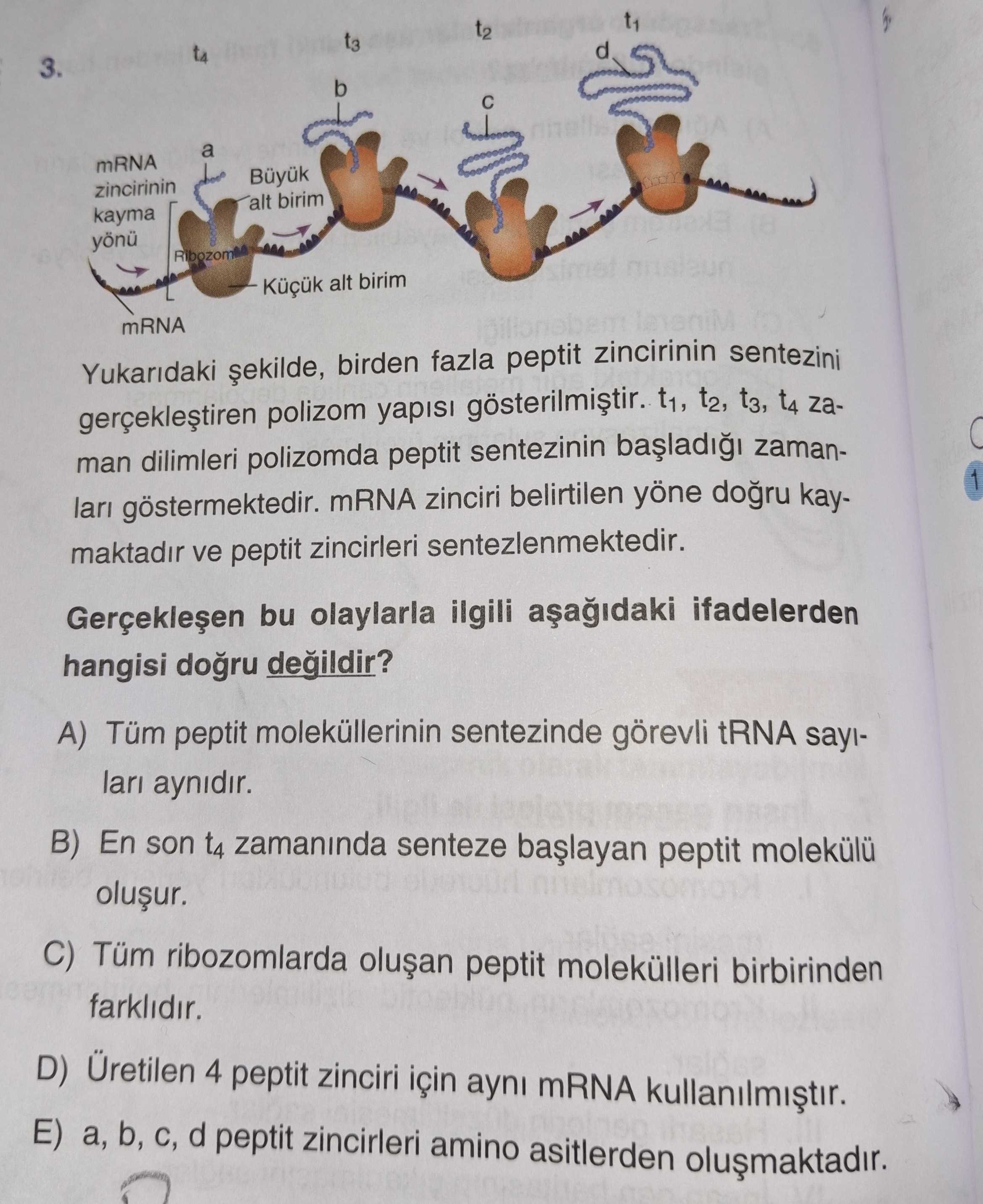 Yukarıdaki şekilde, birden fazla peptit zincirinin sentezini gerçekleştiren polizom yapısı
