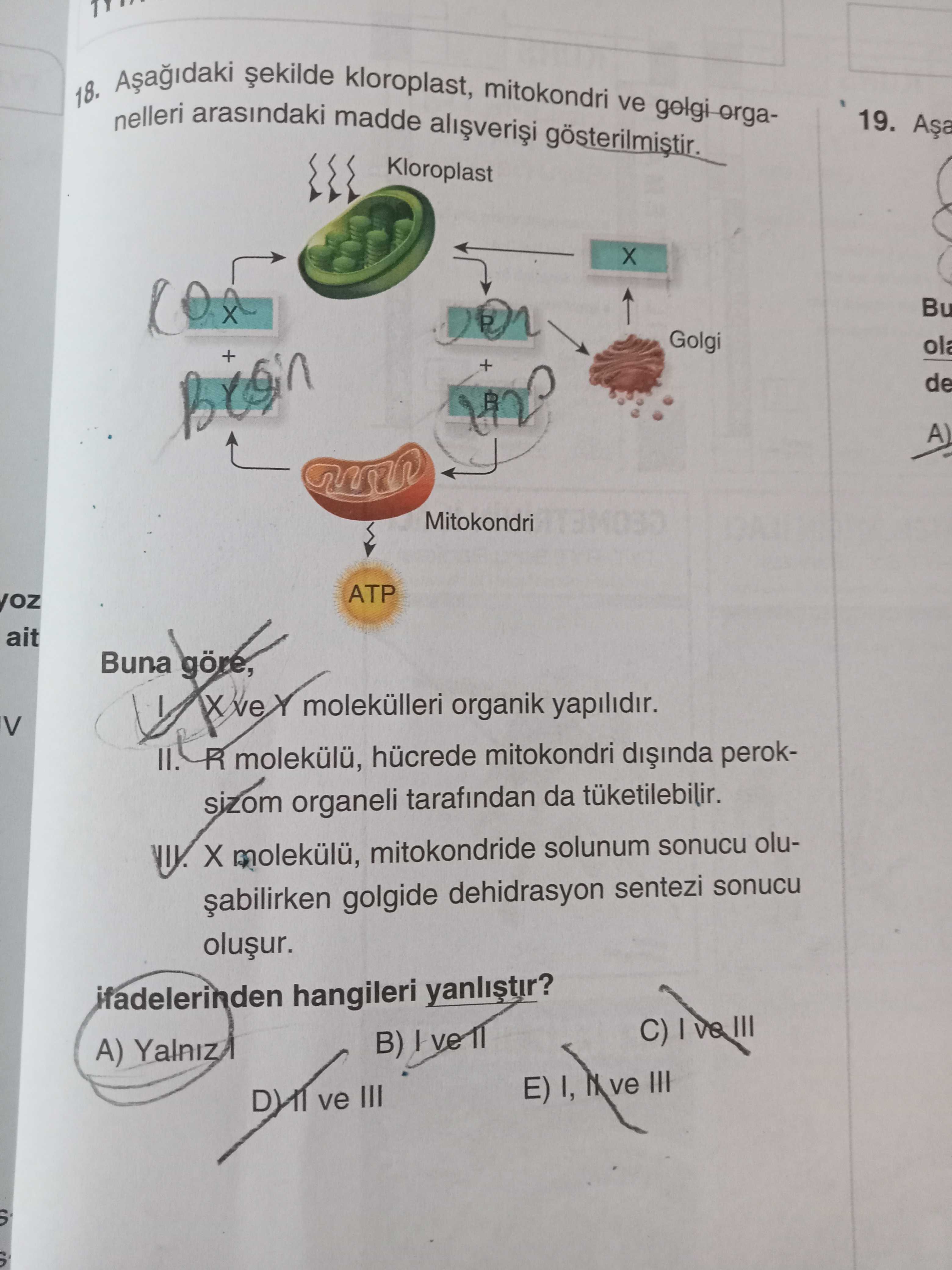 Aşağıdaki şekilde kloroplast, mitokondri ve golgi organelleri arasındaki madde alışverişi